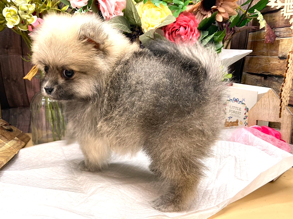 京都府のポメラニアン (ペッツワン木津川店/2025年9月14日生まれ/女の子/クリームセーブル)の子犬の3枚目の画像