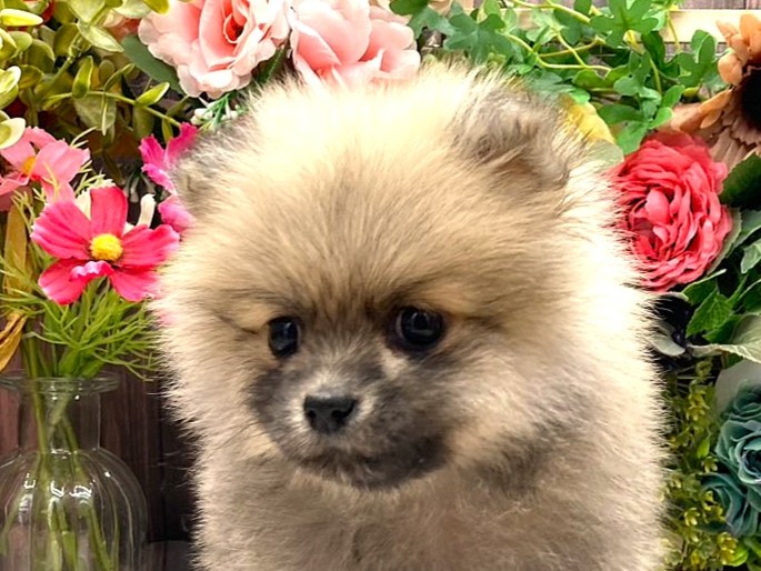 京都府のポメラニアン (ペッツワン木津川店/2025年9月14日生まれ/女の子/クリームセーブル)の子犬