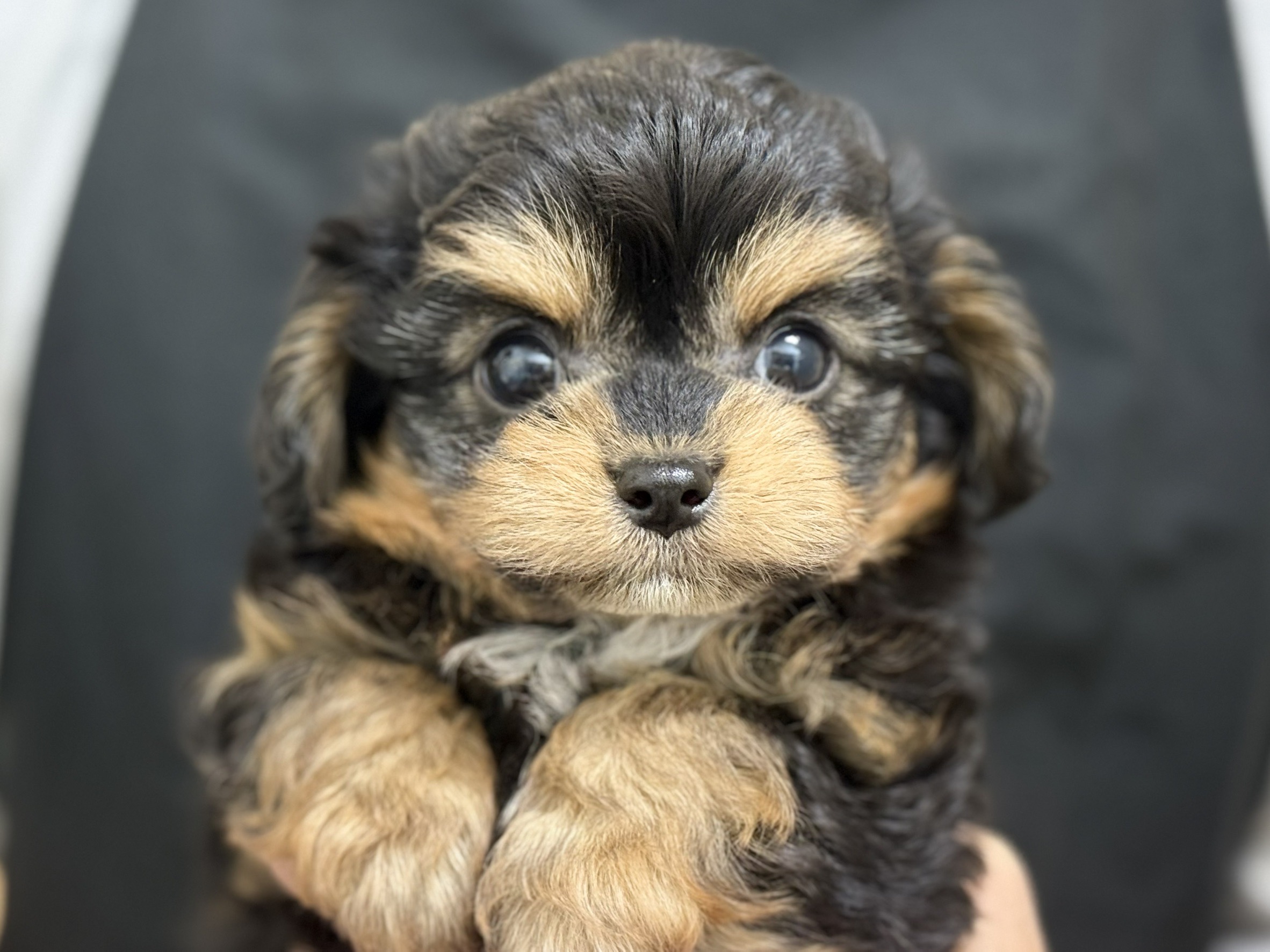 愛知県のハーフ犬・ミックス犬 (ペッツワン名古屋堀田店/2025年9月18日生まれ/男の子/ブラック)の子犬