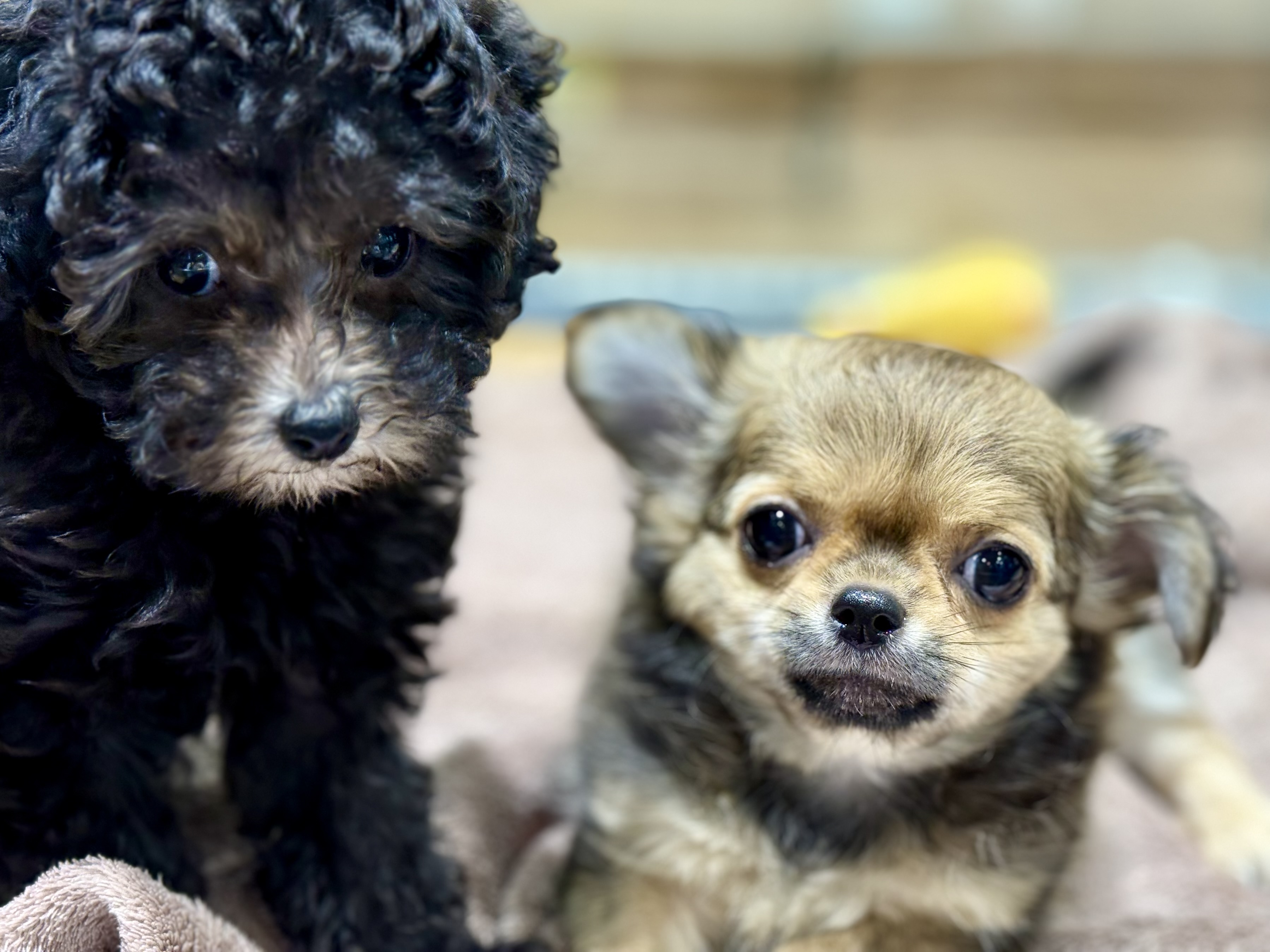 愛知県のチワワ(ロング) (ペッツワン名古屋堀田店/2025年9月14日生まれ/女の子/セーブル)の子犬の3枚目の画像