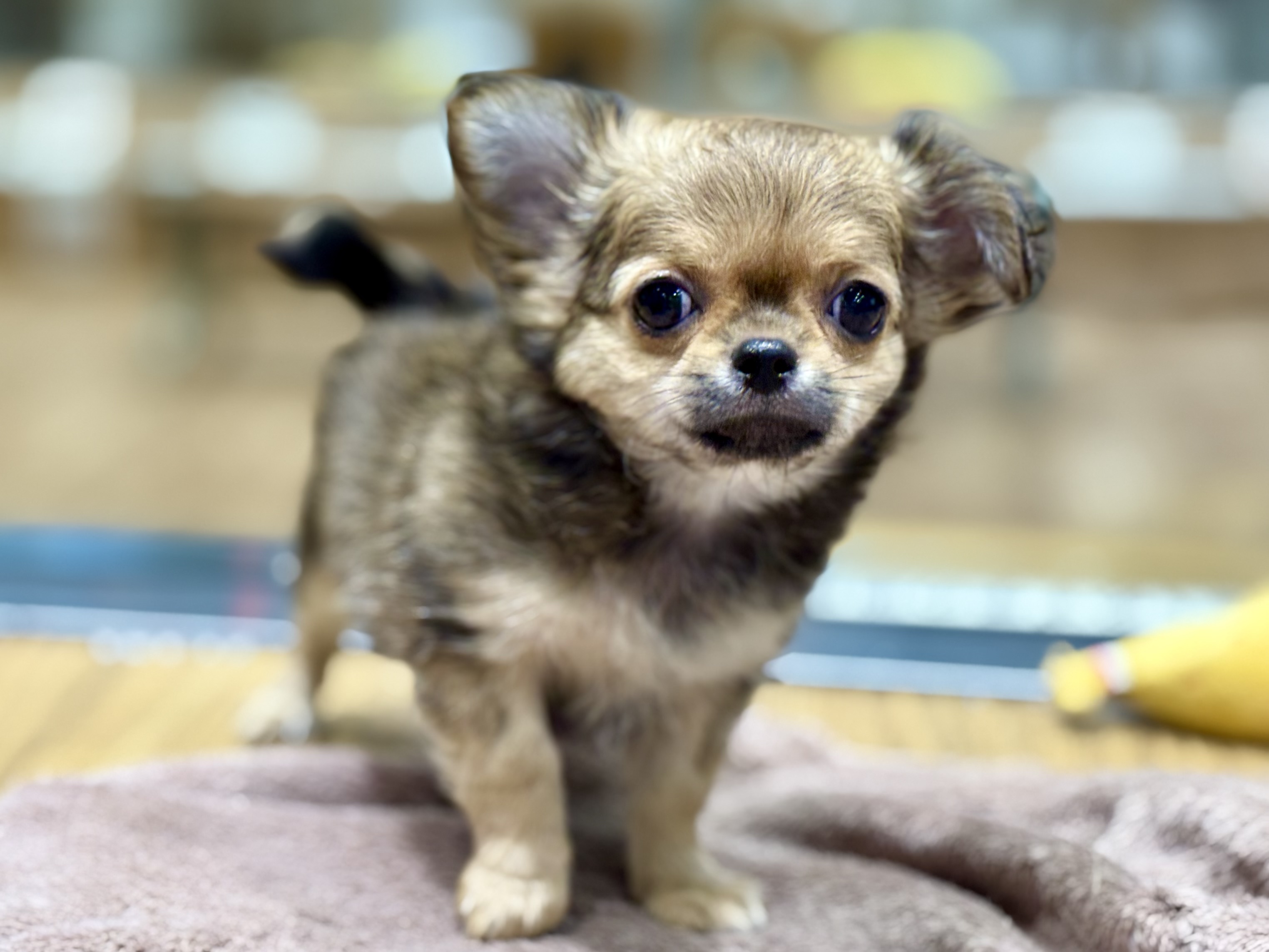 愛知県のチワワ(ロング) (ペッツワン名古屋堀田店/2025年9月14日生まれ/女の子/セーブル)の子犬の2枚目の画像