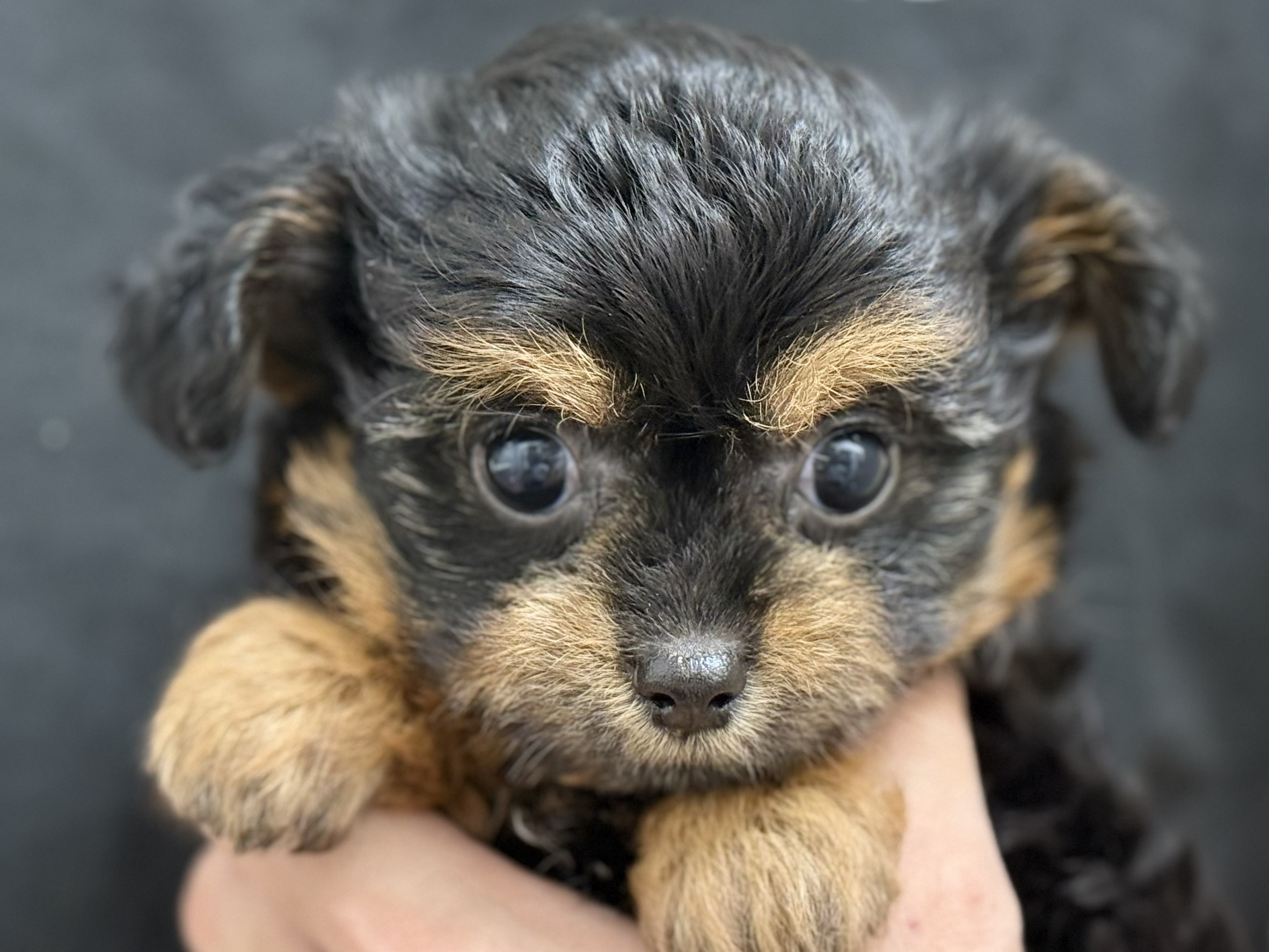 愛知県のハーフ犬・ミックス犬 (ペッツワン名古屋堀田店/2025年9月18日生まれ/女の子/ブラック)の子犬