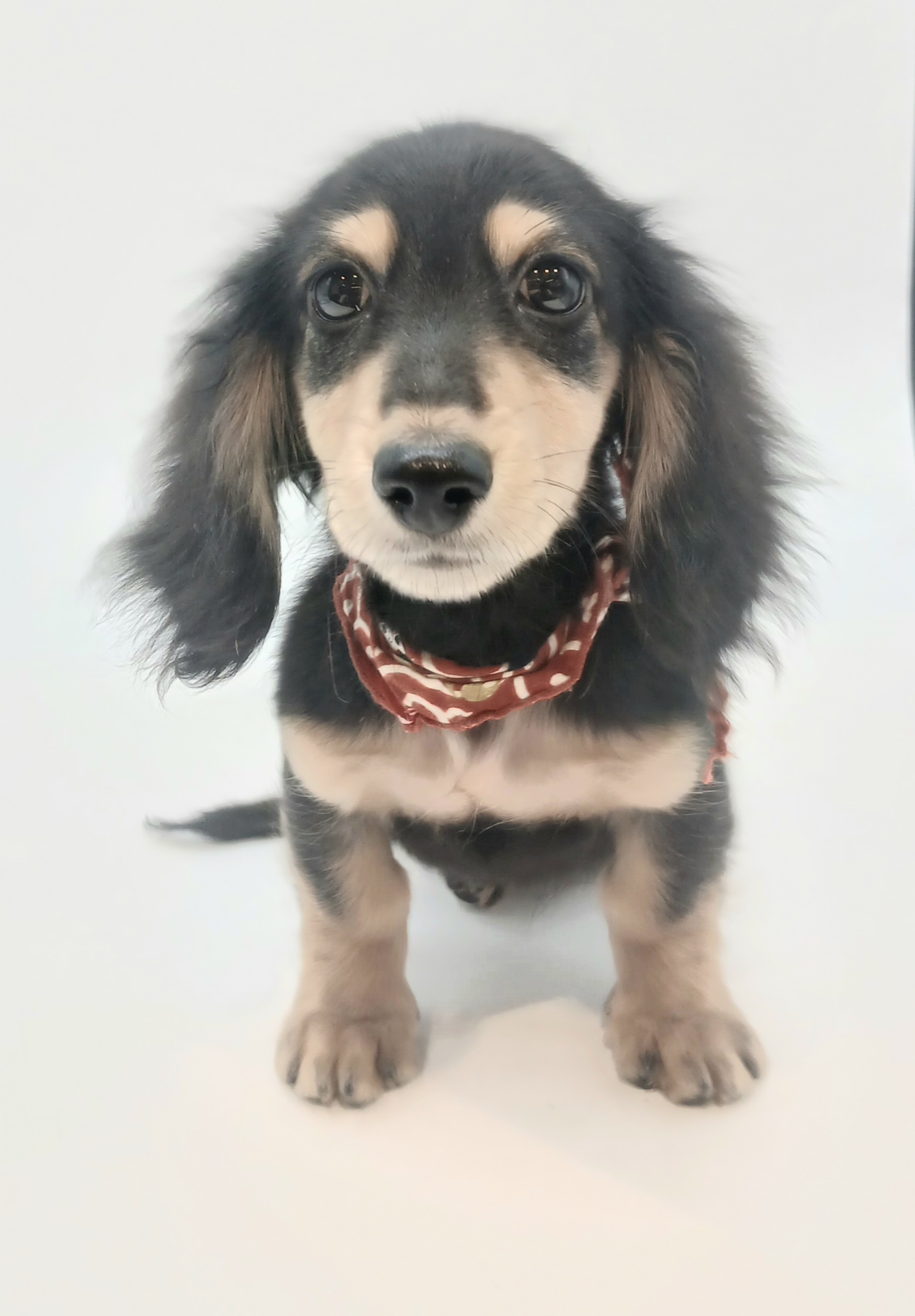 埼玉県のミニチュアダックスフンド(ロング) (ペッツワン行田店/2025年7月21日生まれ/男の子/ブラックイエロー)の子犬の1枚目の画像