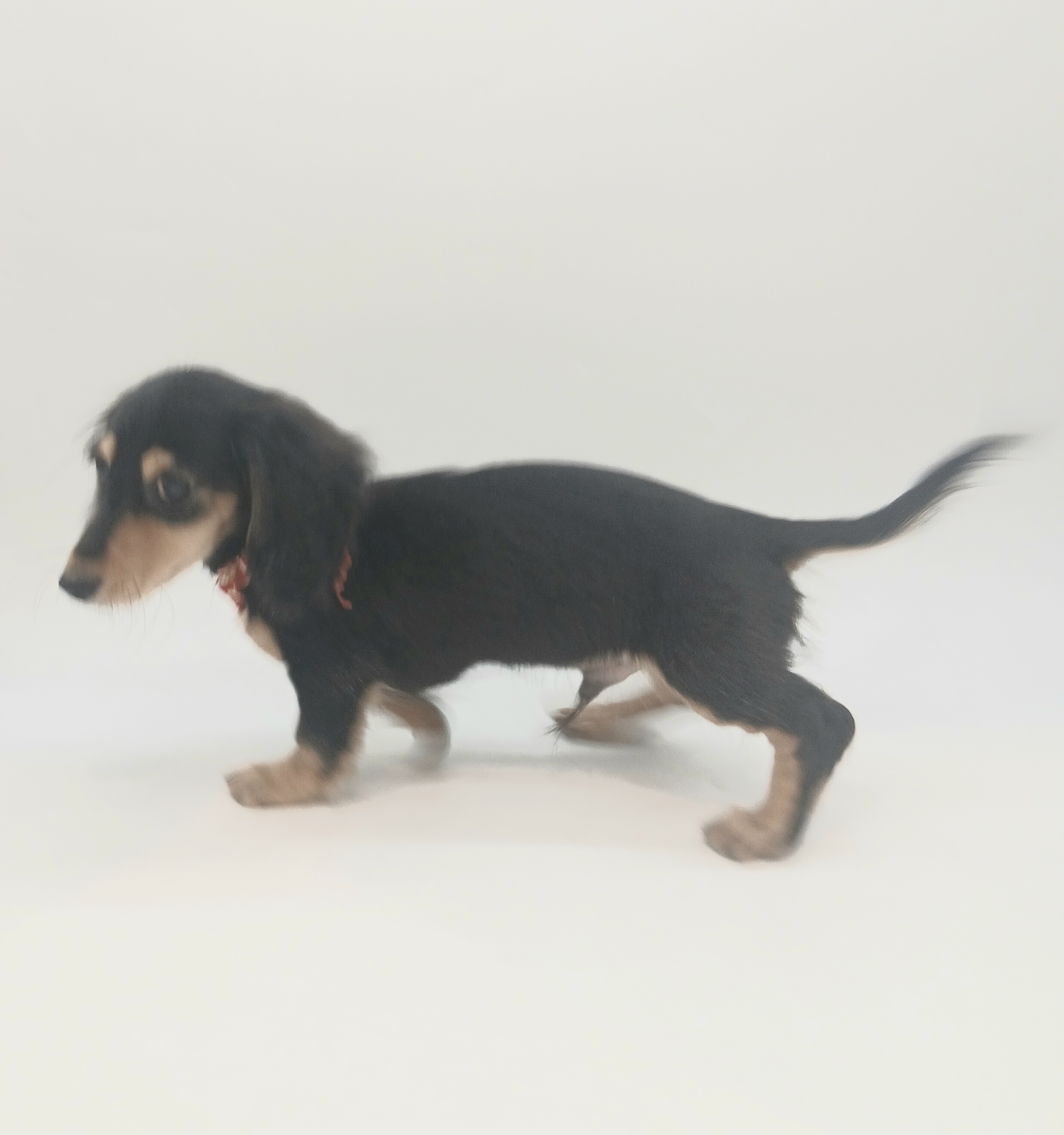 埼玉県のミニチュアダックスフンド(ロング) (ペッツワン行田店/2025年7月21日生まれ/男の子/ブラックイエロー)の子犬の2枚目の画像