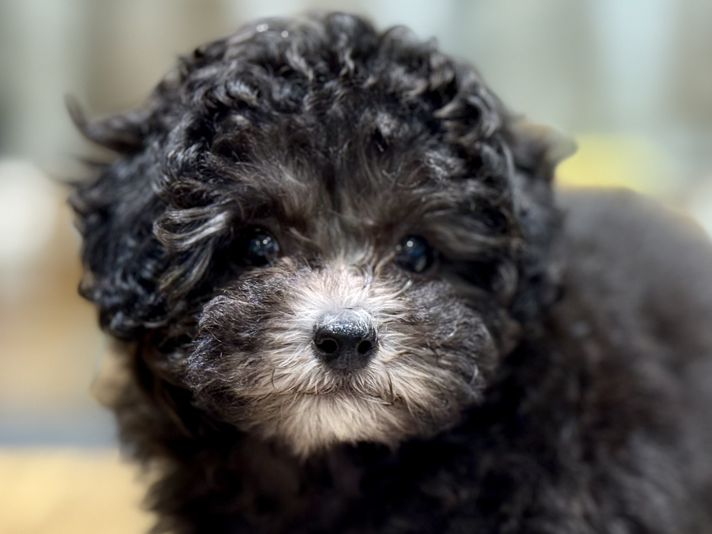 愛知県のトイプードル(トイ) (ペッツワン名古屋堀田店/2025年9月14日生まれ/女の子/シルバー)の子犬の2枚目の画像