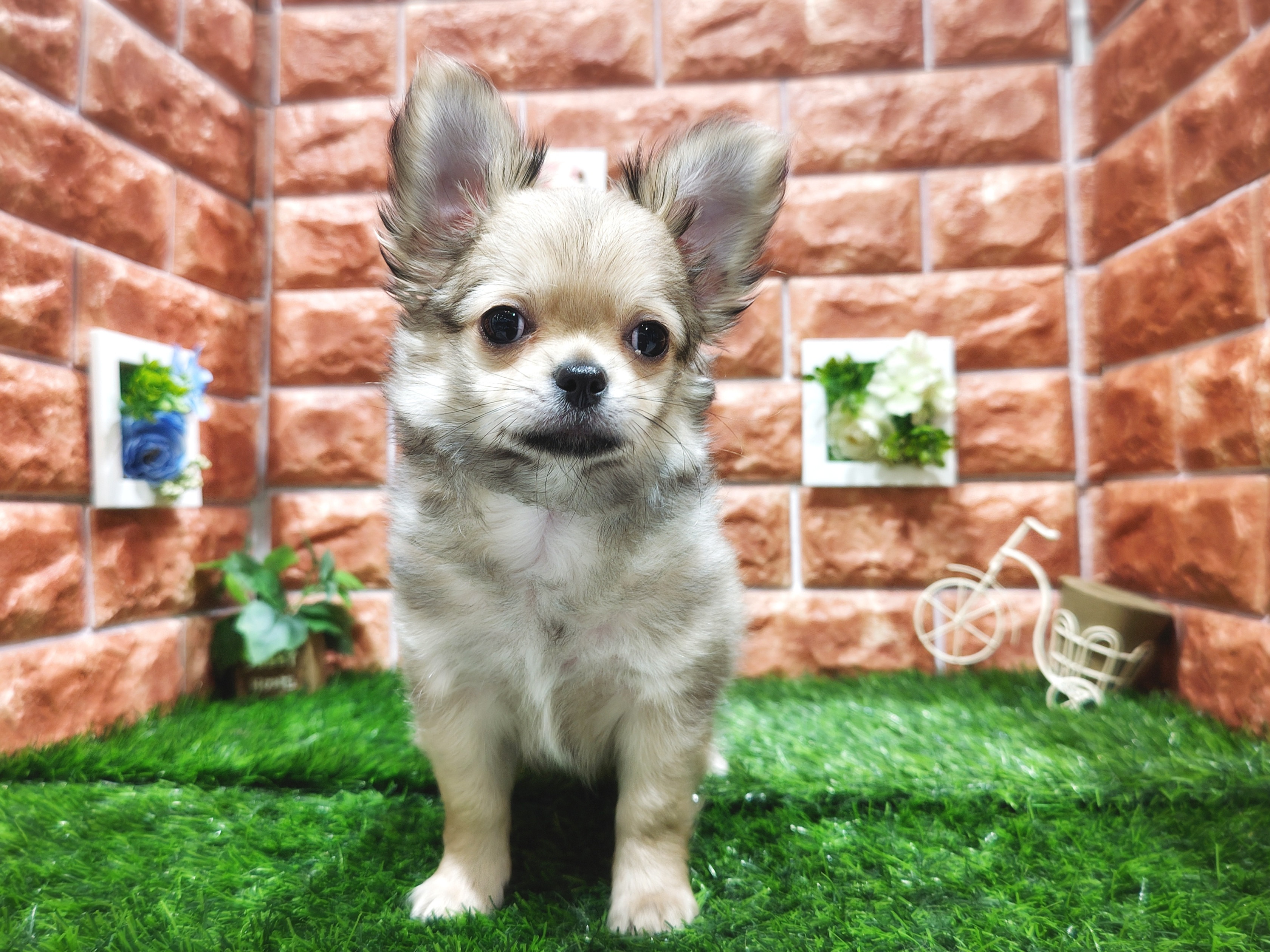 栃木県のチワワ(ロング) (ペッツワン今市店/2025年9月10日生まれ/男の子/フォーン)の子犬の2枚目の画像