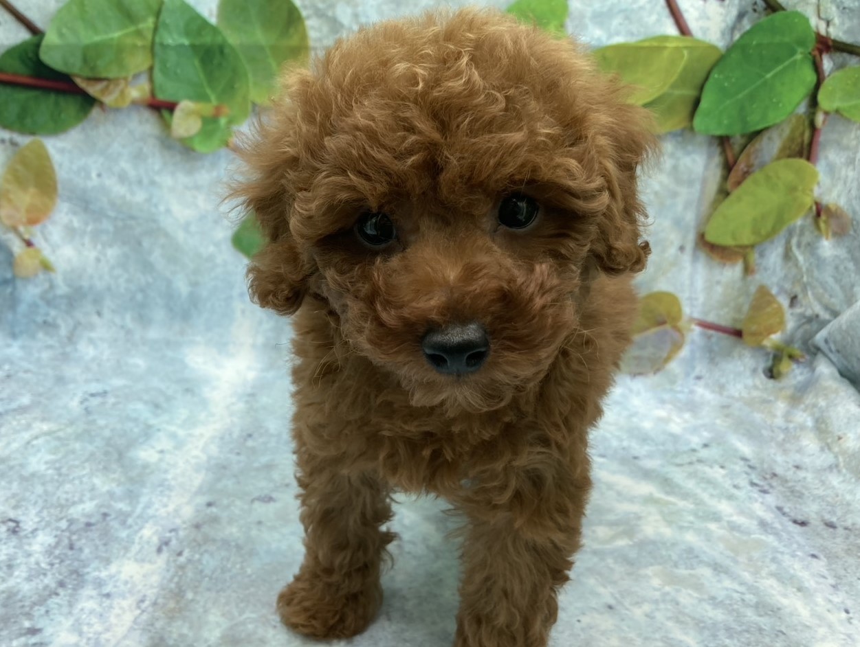 埼玉県のトイプードル(トイ) (ペッツワン北本店/2025年9月14日生まれ/男の子/レッド)の子犬の2枚目の画像