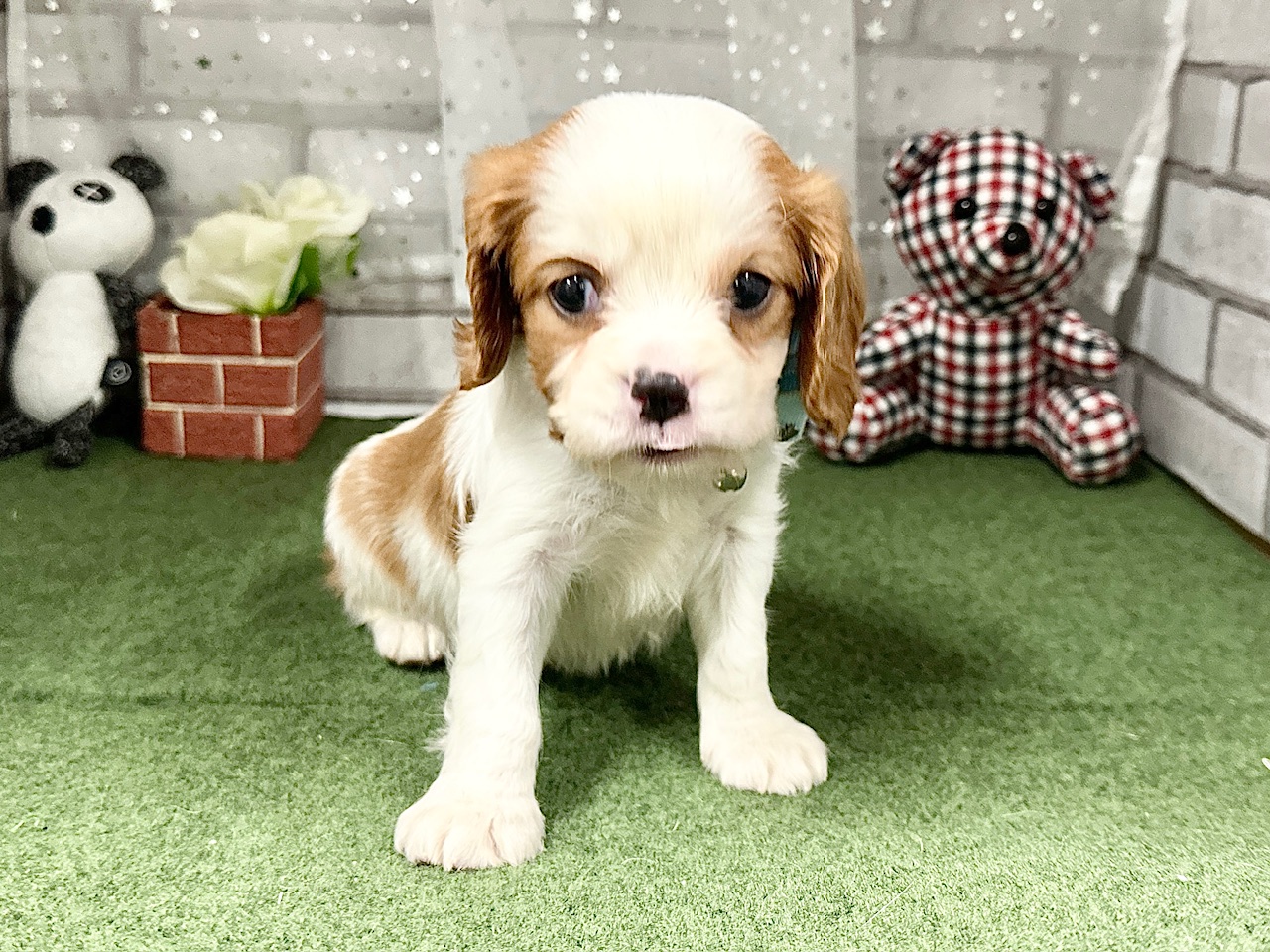 兵庫県のキャバリアキングチャールズスパニエル (ペッツワン神戸深江浜店/2025年9月17日生まれ/男の子/ブレンハイム)の子犬の2枚目の画像