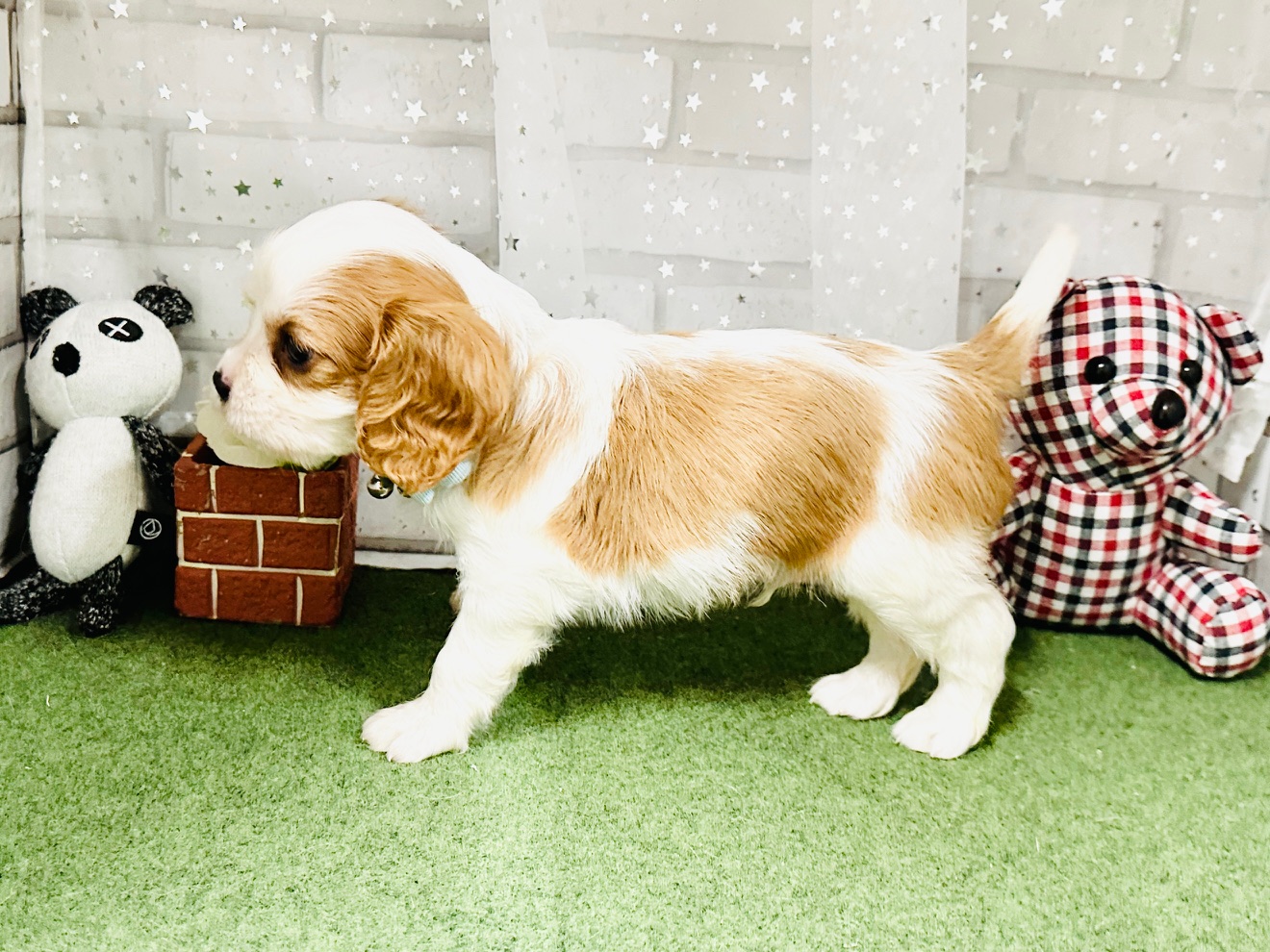 兵庫県のキャバリアキングチャールズスパニエル (ペッツワン神戸深江浜店/2025年9月17日生まれ/男の子/ブレンハイム)の子犬の3枚目の画像