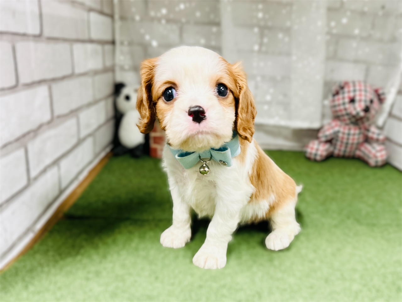 兵庫県のキャバリアキングチャールズスパニエル (ペッツワン神戸深江浜店/2025年9月17日生まれ/男の子/ブレンハイム)の子犬の1枚目の画像