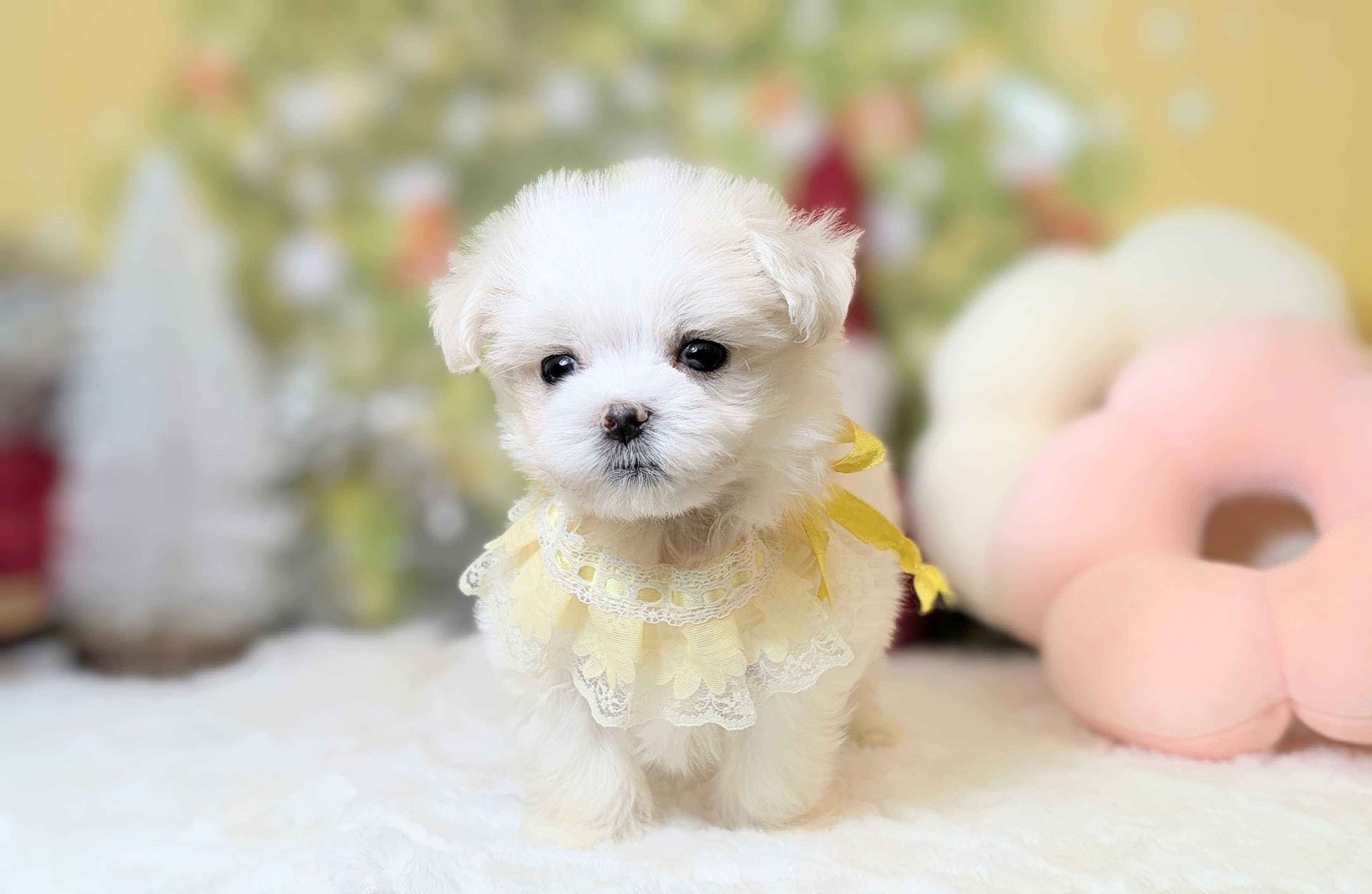 兵庫県のマルチーズ (ペッツワン神戸西神南店/2025年9月20日生まれ/男の子/ホワイト)の子犬の2枚目の画像