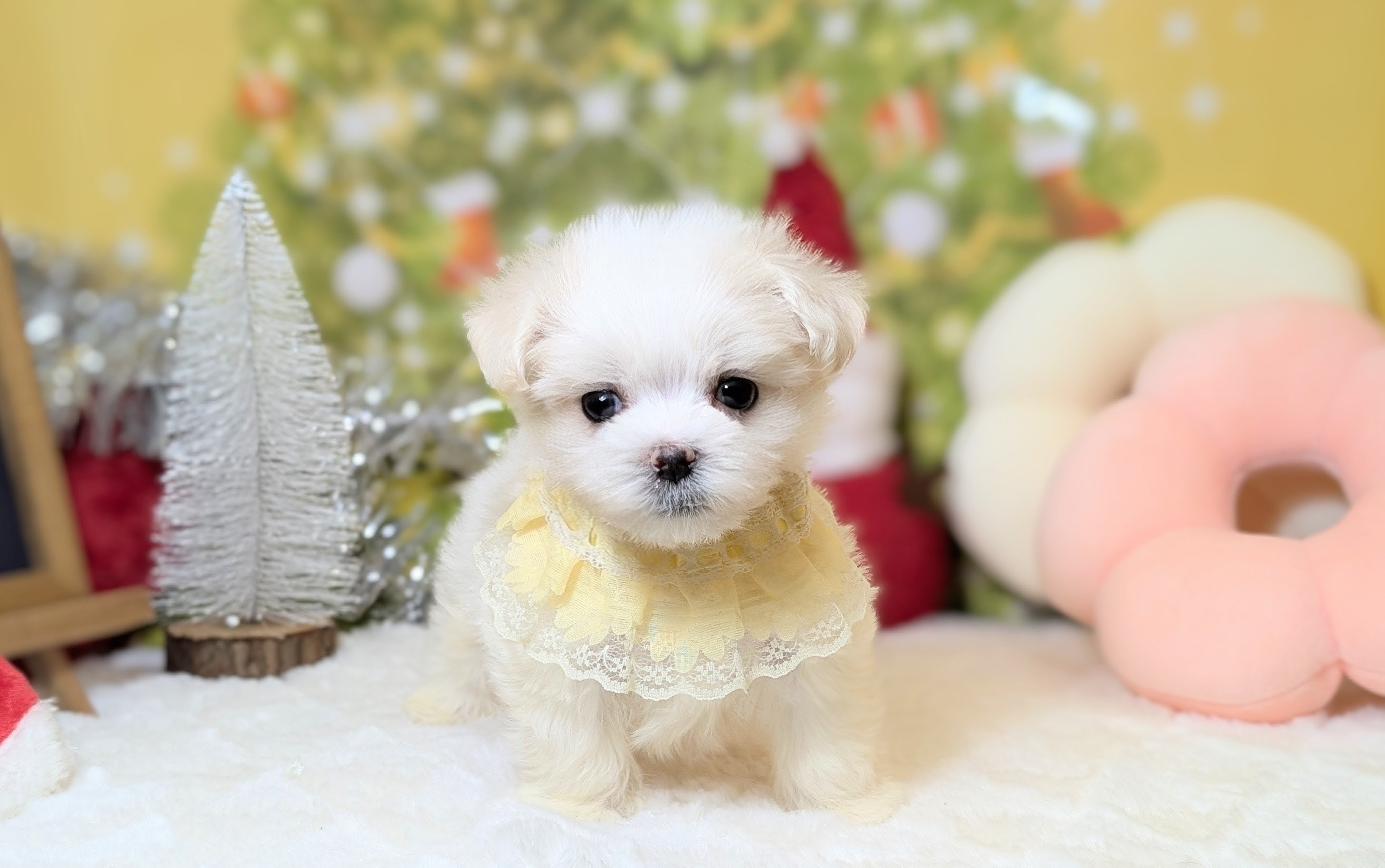 兵庫県のマルチーズ (ペッツワン神戸西神南店/2025年9月20日生まれ/男の子/ホワイト)の子犬の1枚目の画像