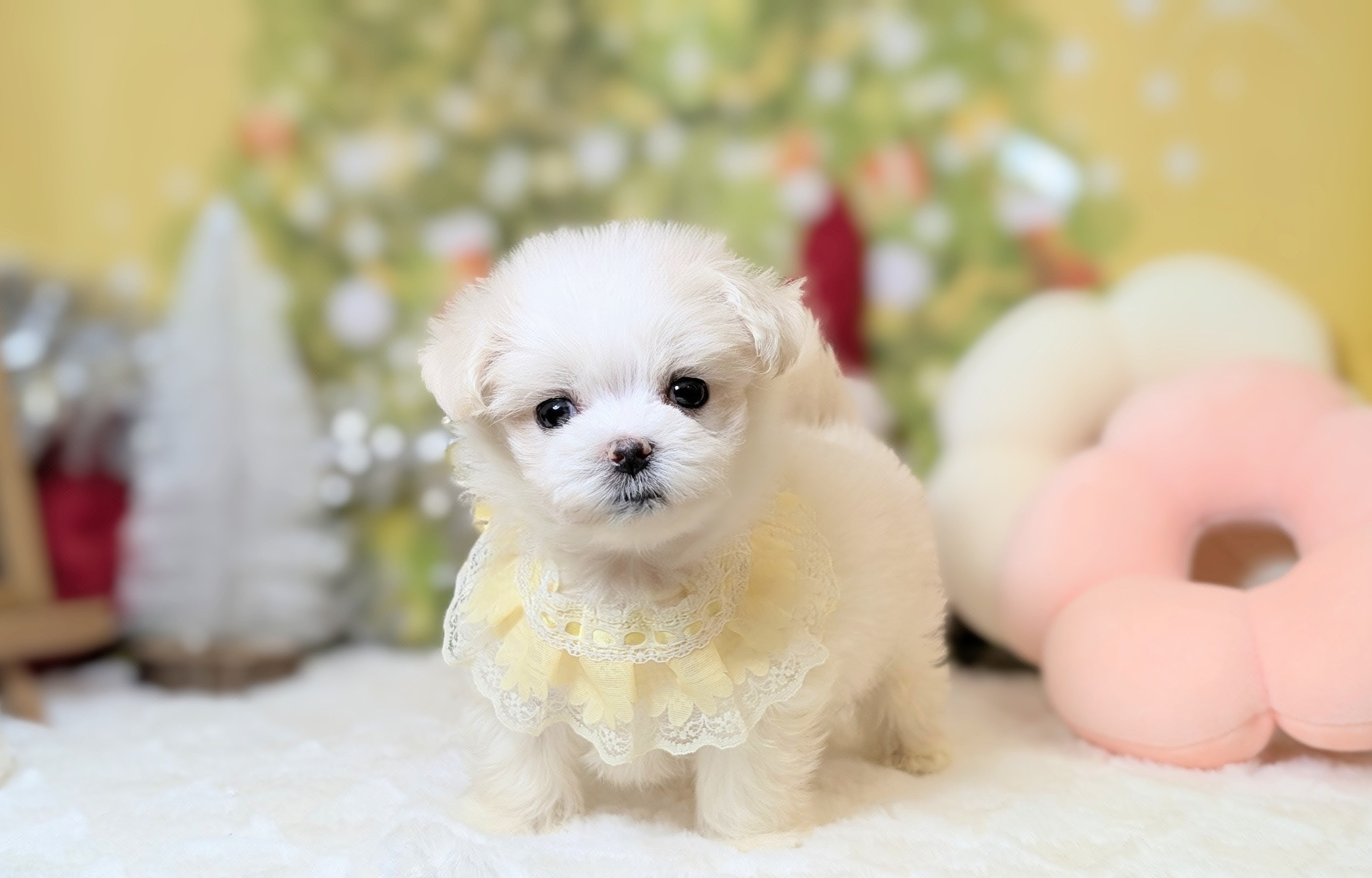 兵庫県のマルチーズ (ペッツワン神戸西神南店/2025年9月20日生まれ/男の子/ホワイト)の子犬の3枚目の画像