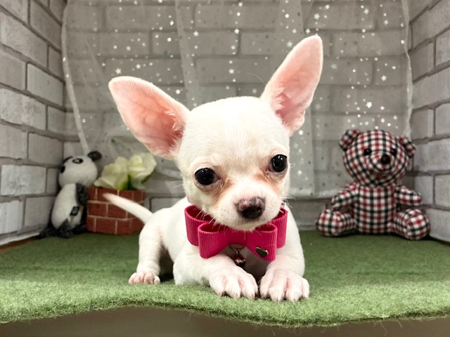 兵庫県のチワワ(ロング) (ペッツワン神戸深江浜店/2025年9月7日生まれ/女の子/クリーム)の子犬の3枚目の画像