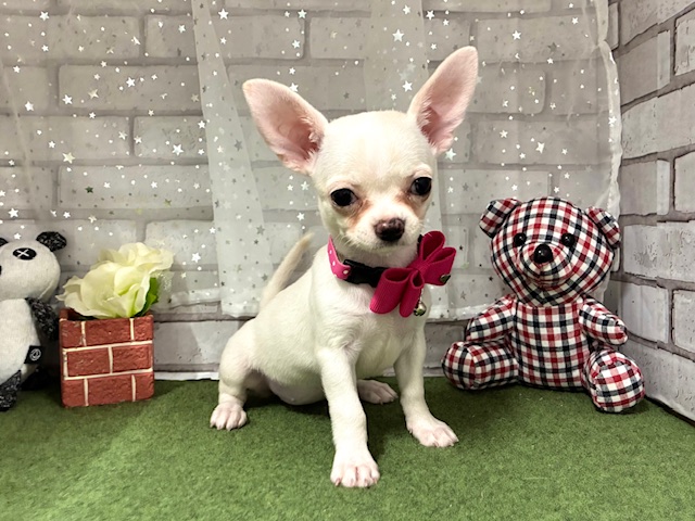 兵庫県のチワワ(ロング) (ペッツワン神戸深江浜店/2025年9月7日生まれ/女の子/クリーム)の子犬の1枚目の画像