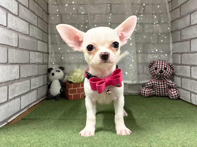 兵庫県のチワワ(ロング) (ペッツワン神戸深江浜店/2025年9月7日生まれ/女の子/クリーム)の子犬の2枚目の画像