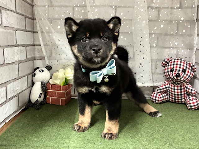 兵庫県の柴犬(標準サイズ) (ペッツワン神戸深江浜店/2025年9月1日生まれ/男の子/黒)の子犬の3枚目の画像