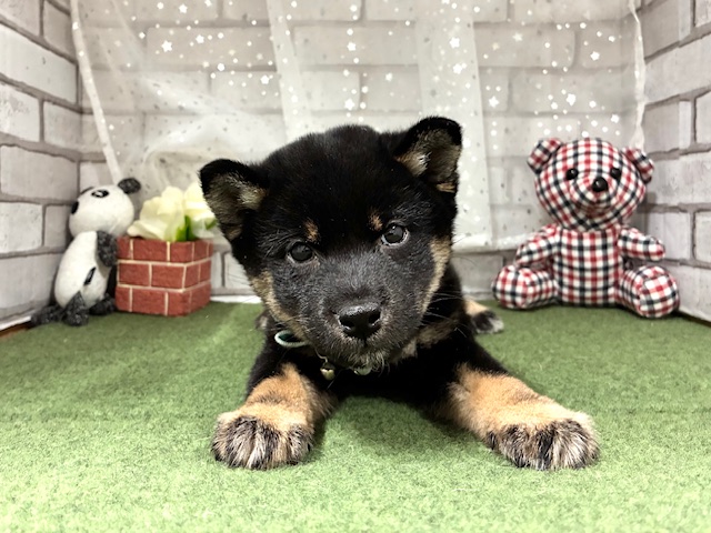 兵庫県の柴犬(標準サイズ) (ペッツワン神戸深江浜店/2025年9月1日生まれ/男の子/黒)の子犬の2枚目の画像