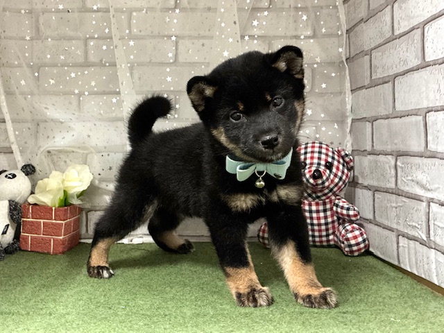 兵庫県の柴犬(標準サイズ) (ペッツワン神戸深江浜店/2025年9月1日生まれ/男の子/黒)の子犬の1枚目の画像