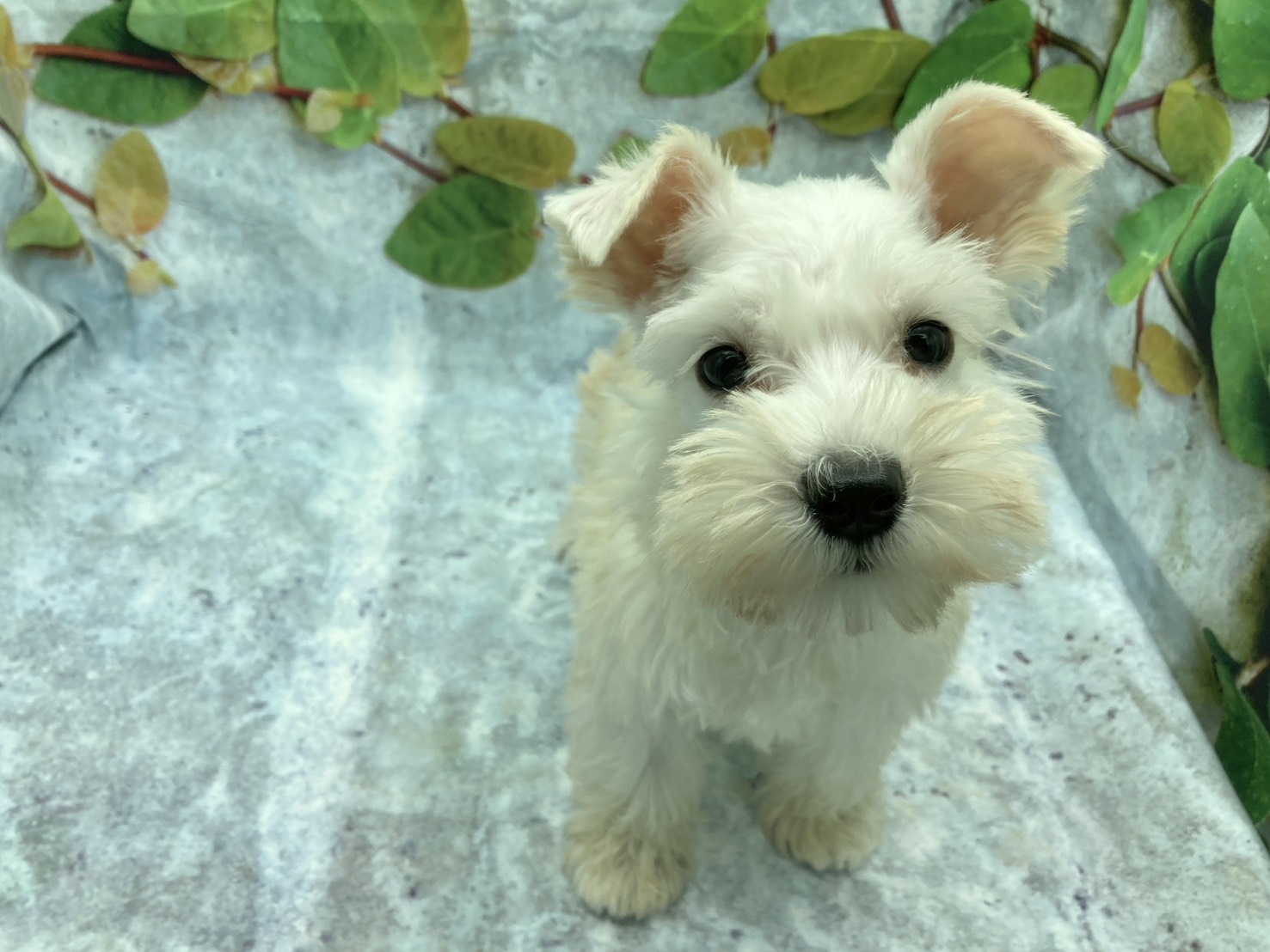 埼玉県のミニチュアシュナウザー (ペッツワン北本店/2025年9月13日生まれ/女の子/ホワイト)の子犬の2枚目の画像