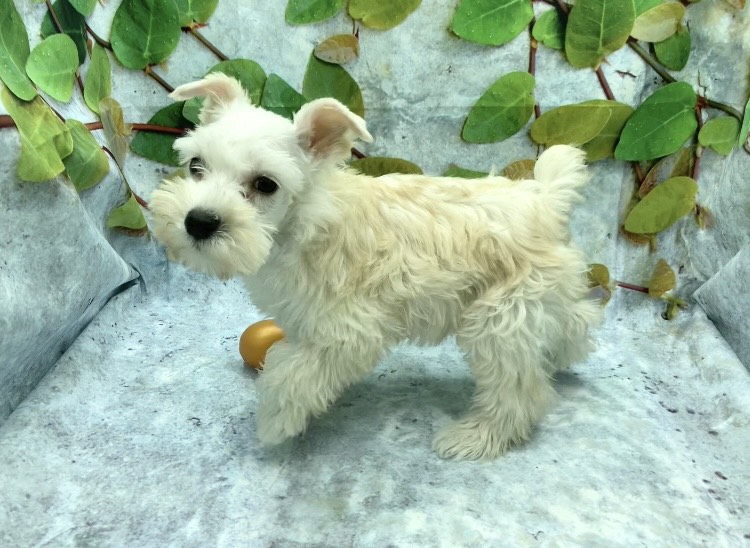 埼玉県のミニチュアシュナウザー (ペッツワン北本店/2025年9月13日生まれ/女の子/ホワイト)の子犬の3枚目の画像