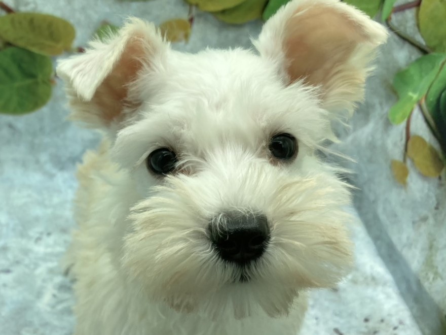 埼玉県のミニチュアシュナウザー (ペッツワン北本店/2025年9月13日生まれ/女の子/ホワイト)の子犬の1枚目の画像