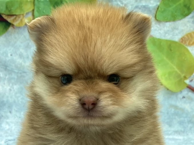 埼玉県のポメラニアン (ペッツワン北本店/2025年9月18日生まれ/女の子/オレンジセーブル)の子犬の1枚目の画像