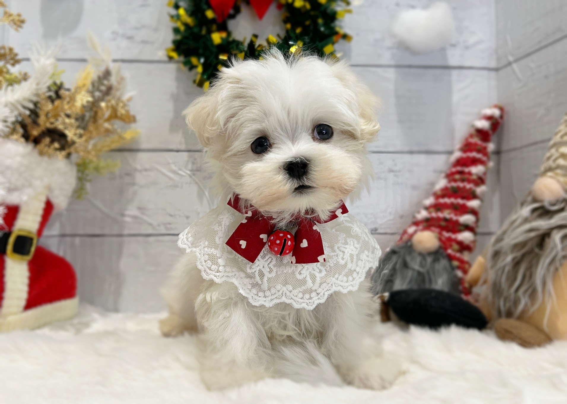 滋賀県のマルチーズ (ペッツワン堅田店/2025年9月15日生まれ/男の子/ホワイト)の子犬の2枚目の画像