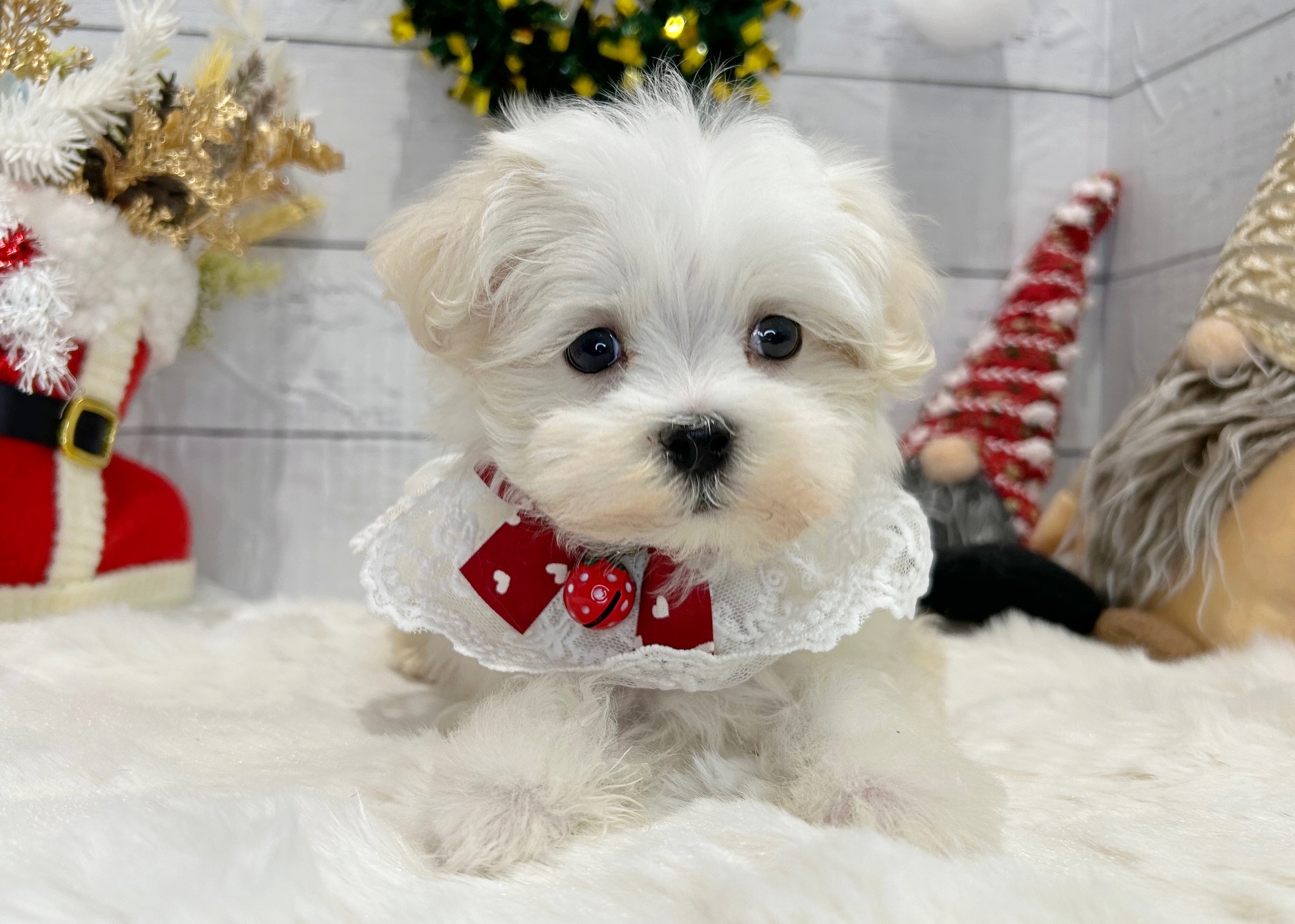 滋賀県のマルチーズ (ペッツワン堅田店/2025年9月15日生まれ/男の子/ホワイト)の子犬の1枚目の画像