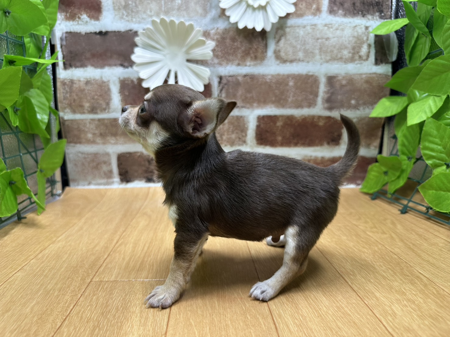 福島県のチワワ(ロング) (ペッツワン白河モール店/2025年9月20日生まれ/男の子/チョコレートタン)の子犬の3枚目の画像