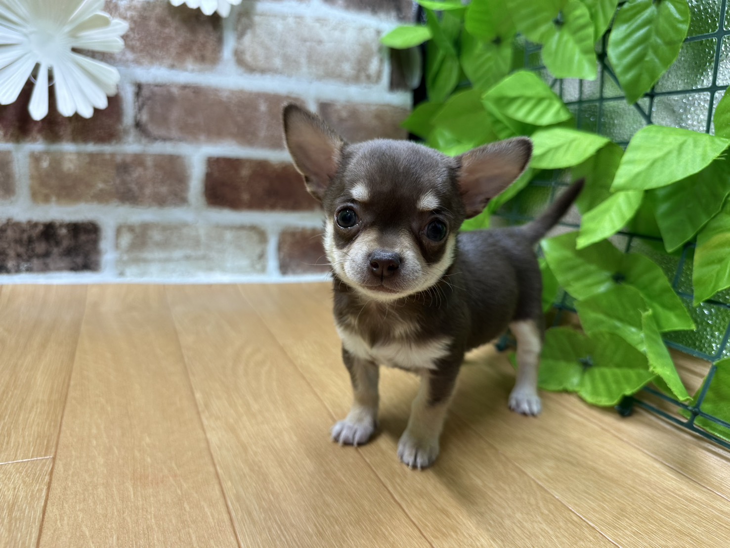 福島県のチワワ(ロング) (ペッツワン白河モール店/2025年9月20日生まれ/男の子/チョコレートタン)の子犬の1枚目の画像