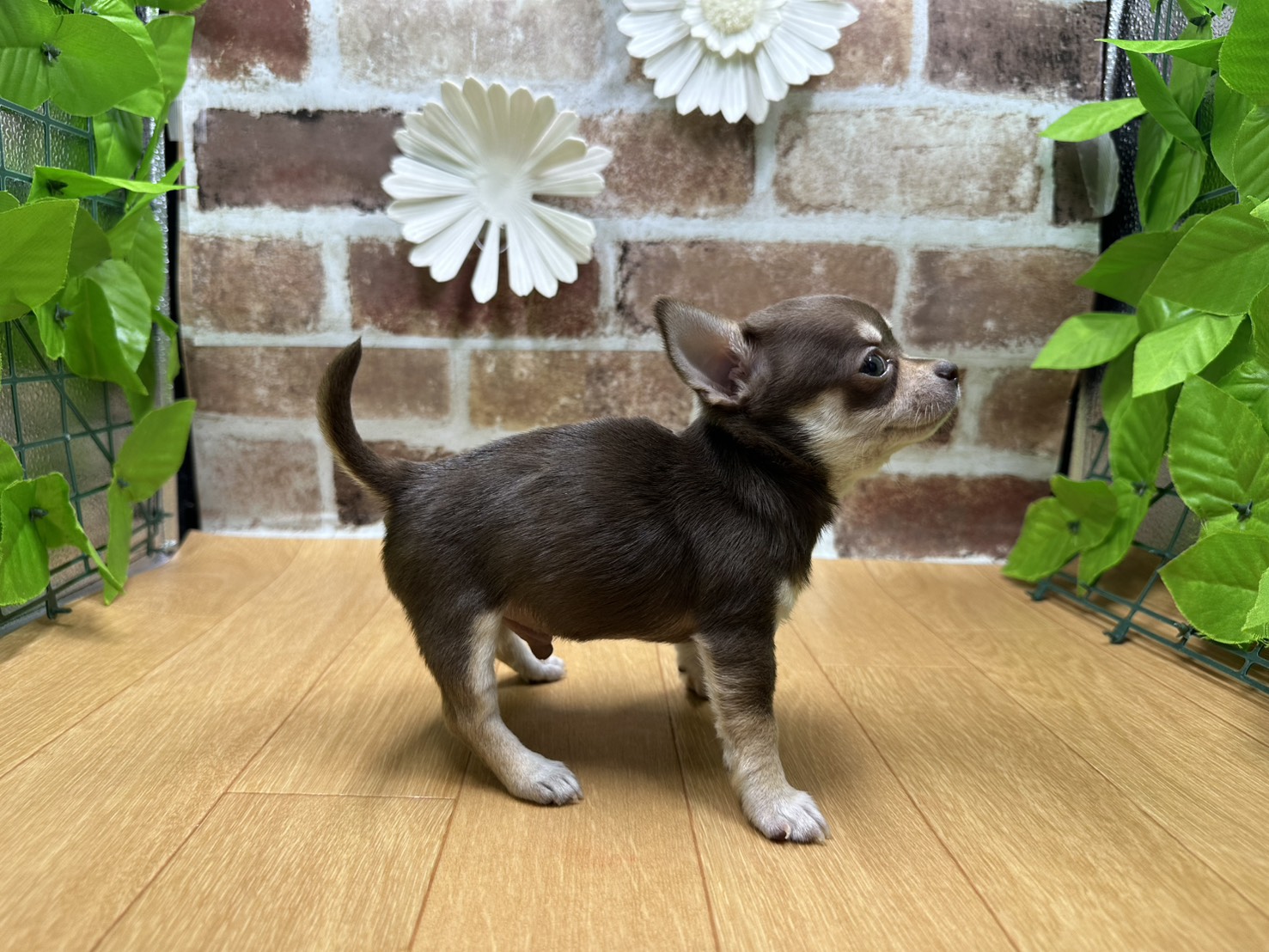 福島県のチワワ(ロング) (ペッツワン白河モール店/2025年9月20日生まれ/男の子/チョコレートタン)の子犬の2枚目の画像