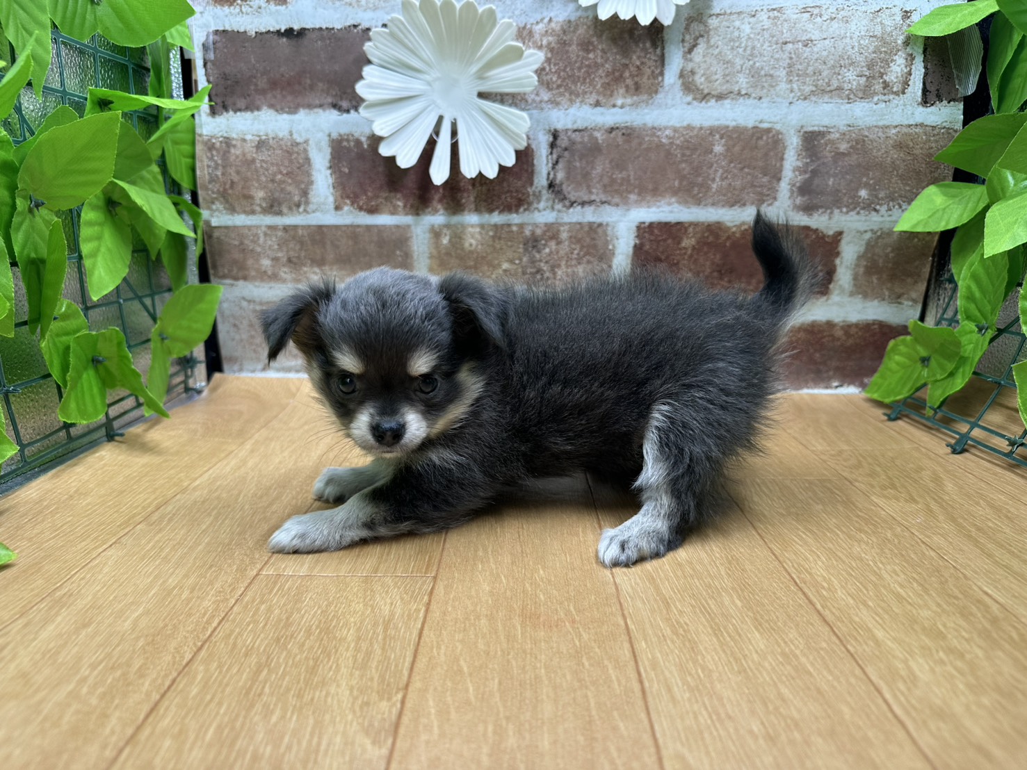 福島県のチワワ(ロング) (ペッツワン白河モール店/2025年9月20日生まれ/女の子/ブルークリームホワイト)の子犬の3枚目の画像