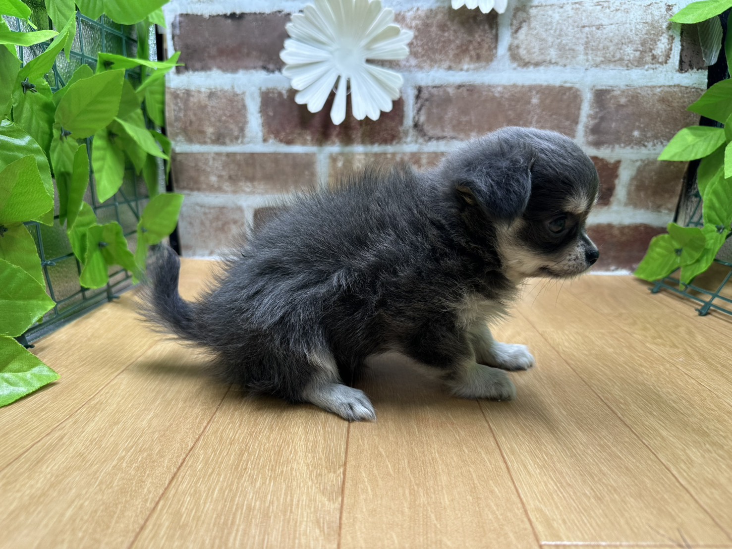 福島県のチワワ(ロング) (ペッツワン白河モール店/2025年9月20日生まれ/女の子/ブルークリームホワイト)の子犬の2枚目の画像