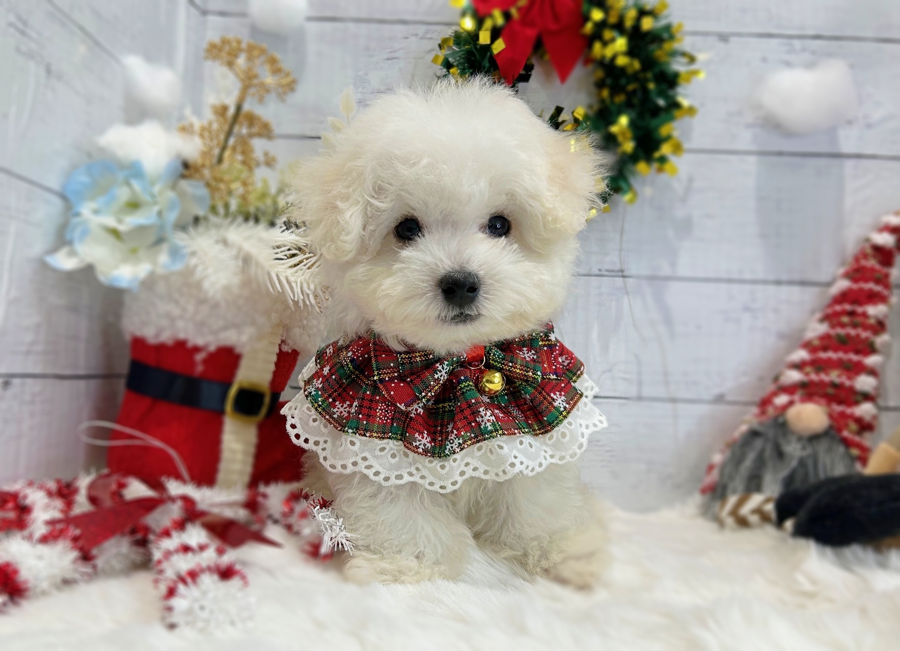 滋賀県のビションフリーゼ (ペッツワン堅田店/2025年9月4日生まれ/男の子/ホワイト)の子犬の1枚目の画像