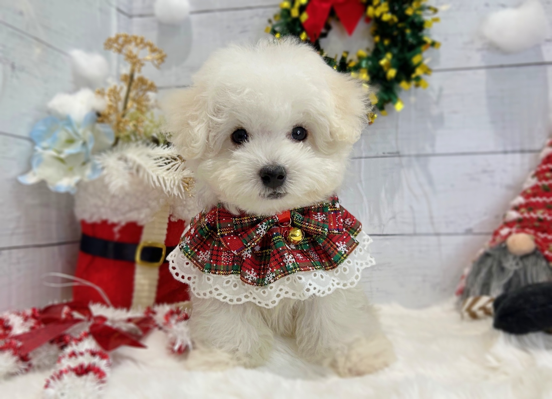 滋賀県のビションフリーゼ (ペッツワン堅田店/2025年9月4日生まれ/男の子/ホワイト)の子犬の3枚目の画像