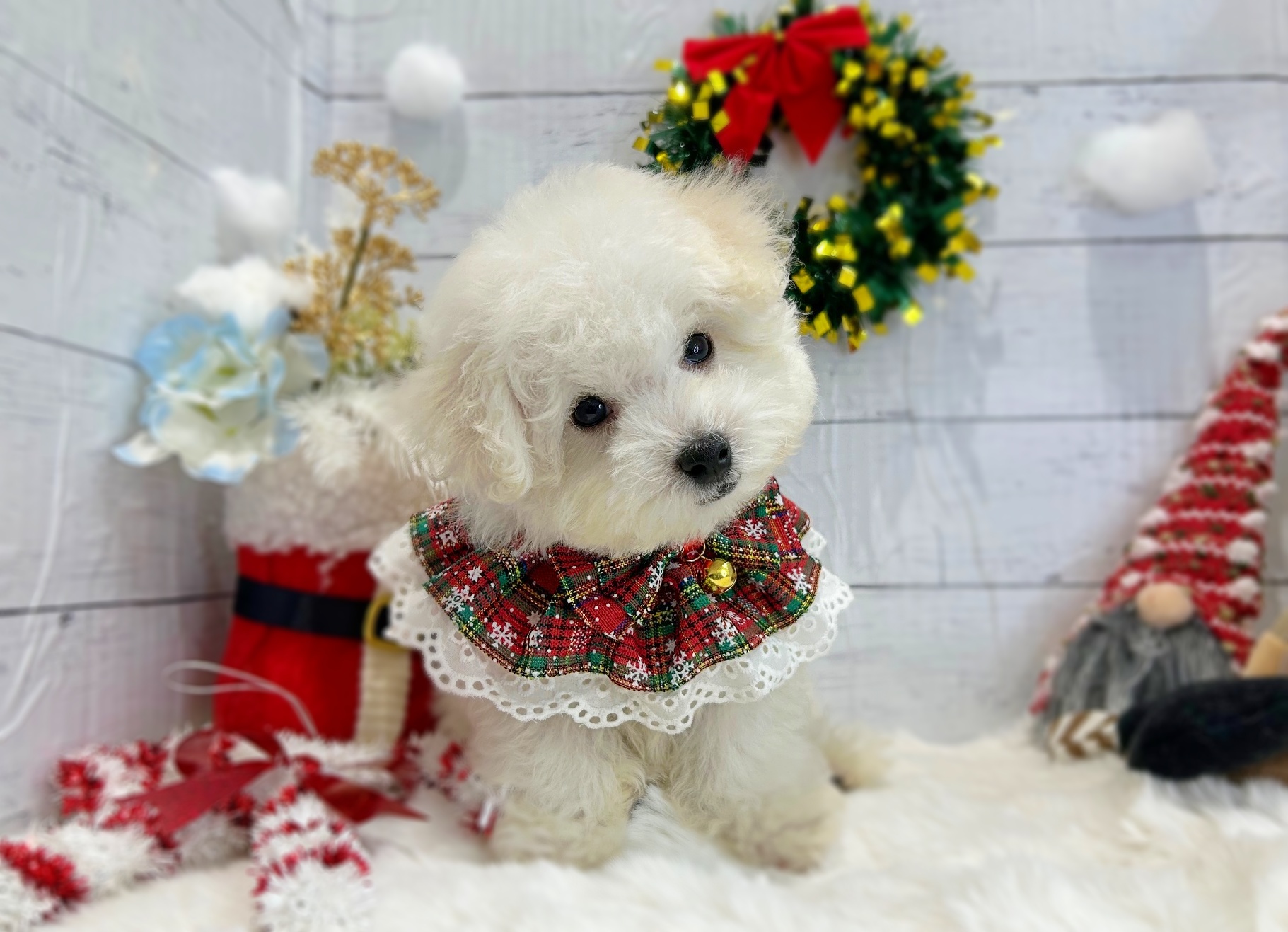 滋賀県のビションフリーゼ (ペッツワン堅田店/2025年9月4日生まれ/男の子/ホワイト)の子犬の2枚目の画像