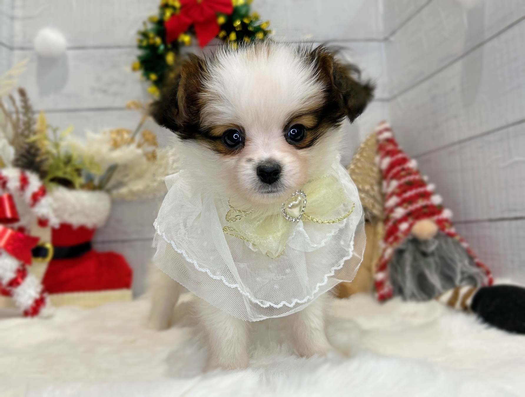 滋賀県のパピヨン (ペッツワン堅田店/2025年9月18日生まれ/男の子/ホワイトブラウン)の子犬の1枚目の画像