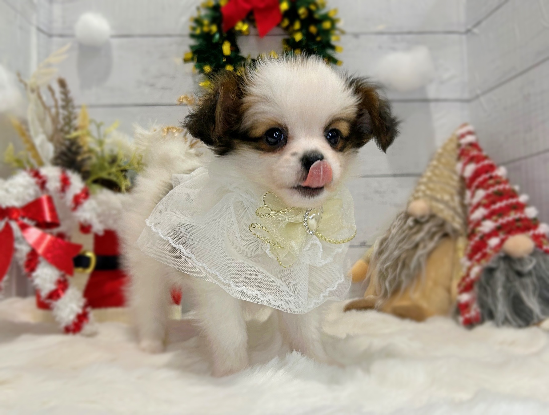 滋賀県のパピヨン (ペッツワン堅田店/2025年9月18日生まれ/男の子/ホワイトブラウン)の子犬の3枚目の画像