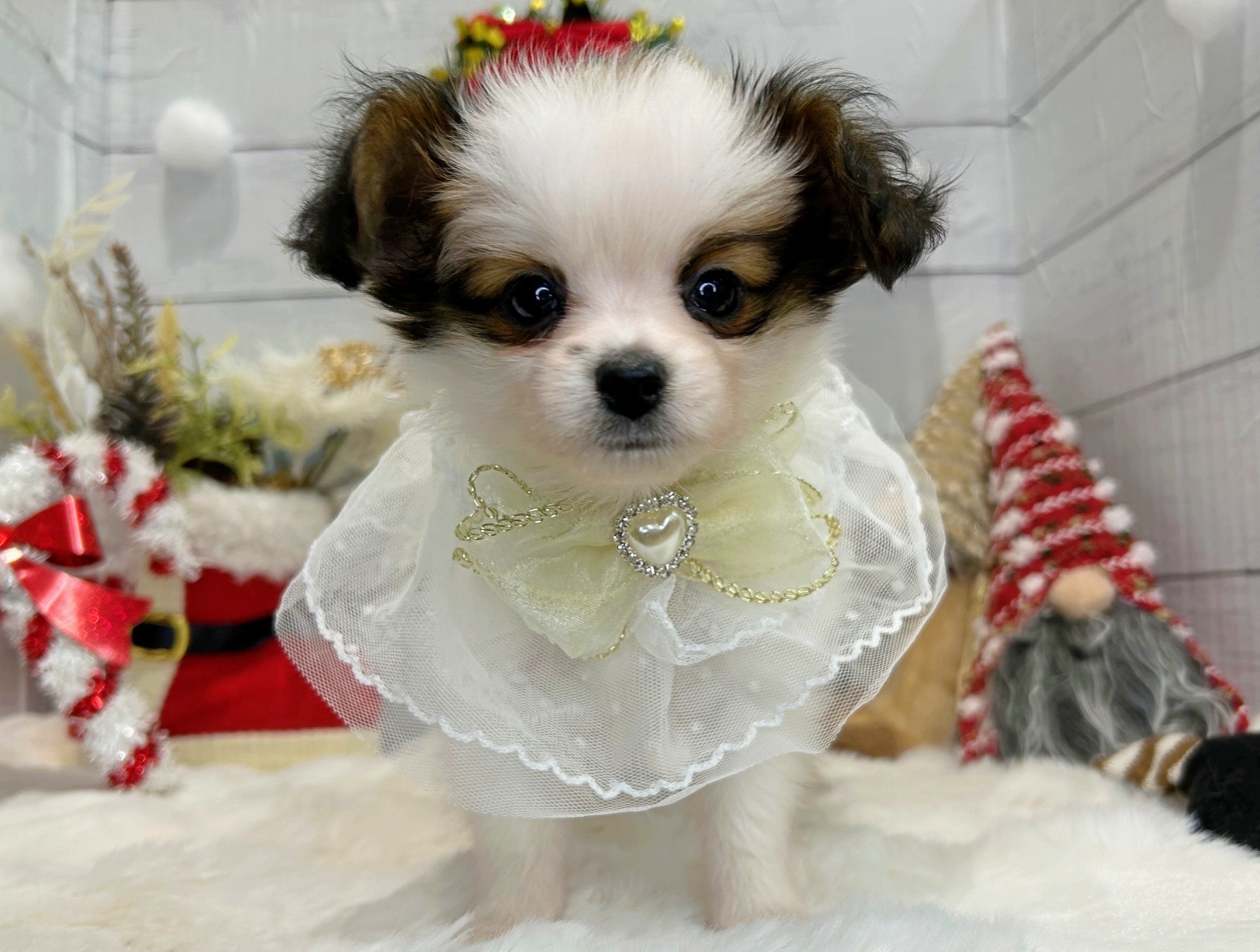 滋賀県のパピヨン (ペッツワン堅田店/2025年9月18日生まれ/男の子/ホワイトブラウン)の子犬の2枚目の画像