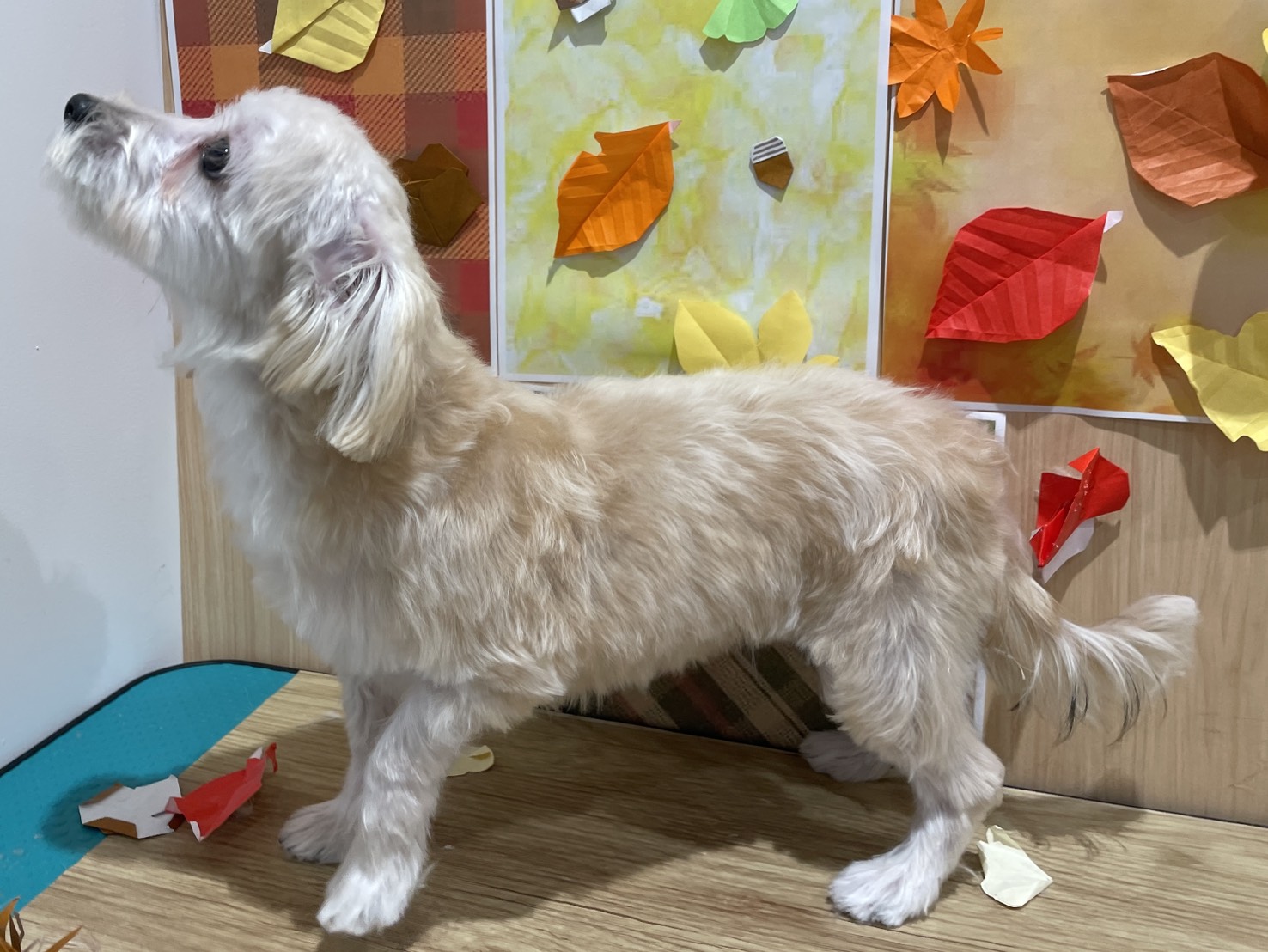 福島県のハーフ犬・ミックス犬 (ペッツワン会津若松店/2025年5月22日生まれ/女の子/フォーン)の子犬の2枚目の画像