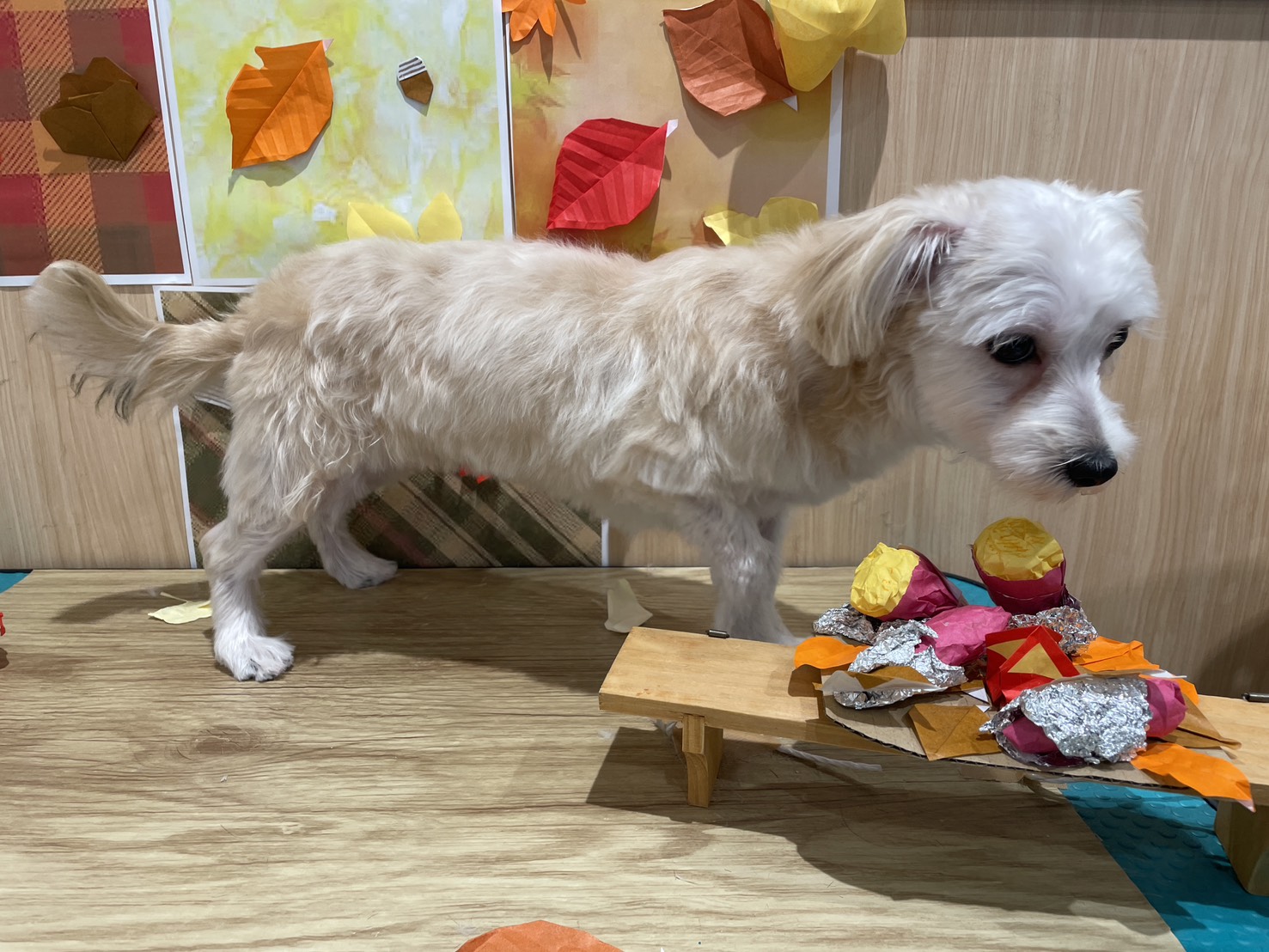 福島県のハーフ犬・ミックス犬 (ペッツワン会津若松店/2025年5月22日生まれ/女の子/フォーン)の子犬の3枚目の画像