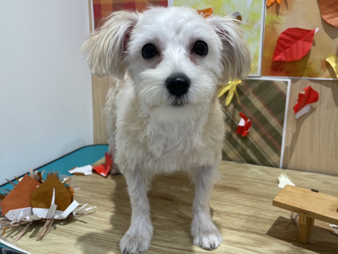 福島県のハーフ犬・ミックス犬 (ペッツワン会津若松店/2025年5月22日生まれ/女の子/フォーン)の子犬の1枚目の画像