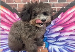 神奈川県のトイプードル(トイ) (ペッツワン秦野店/2025年3月20日生まれ/男の子/シルバー)の子犬の3枚目の画像