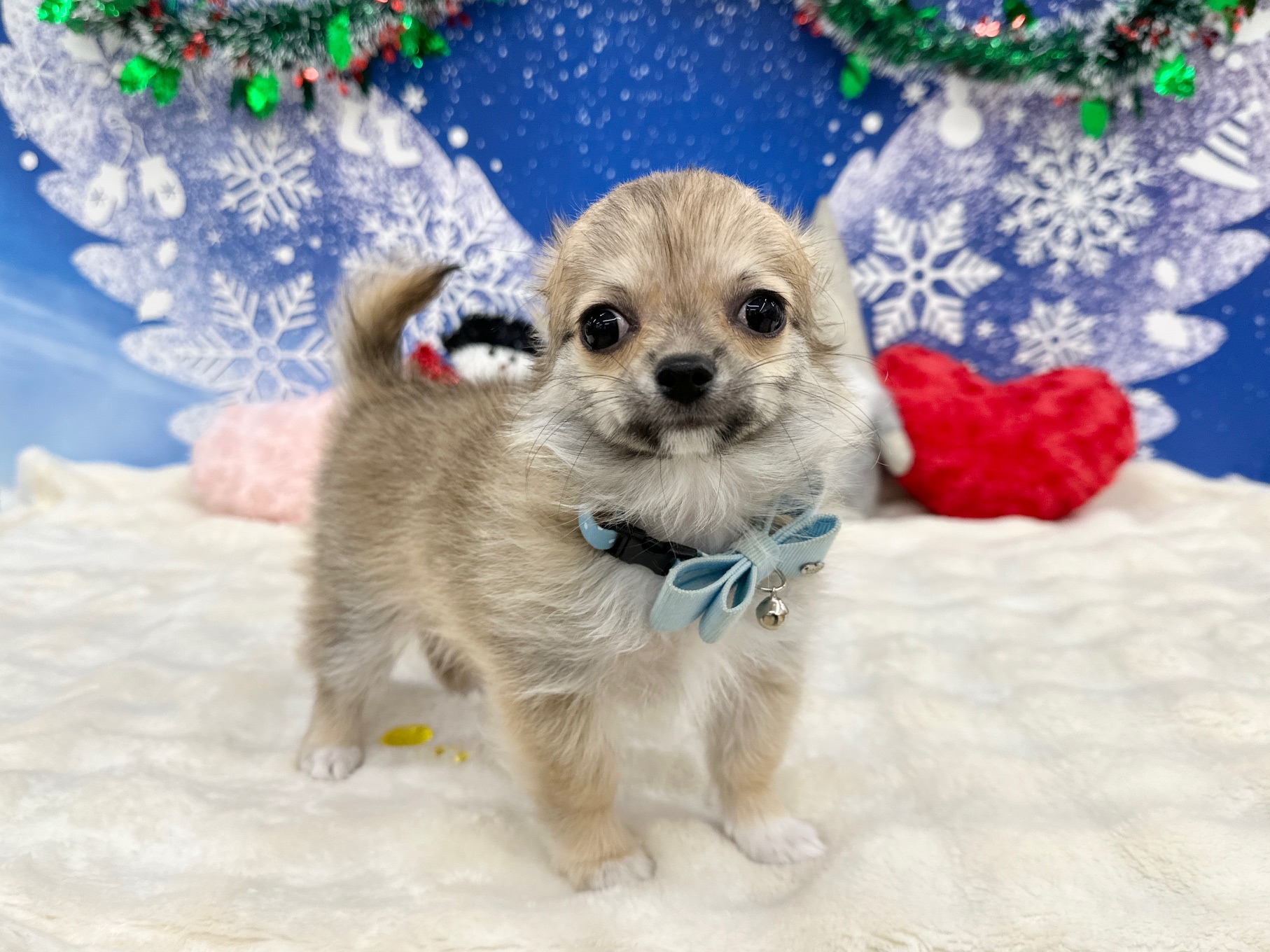 兵庫県のチワワ(ロング) (ペッツワン神戸深江浜店/2025年9月9日生まれ/男の子/フォーンホワイト)の子犬の3枚目の画像