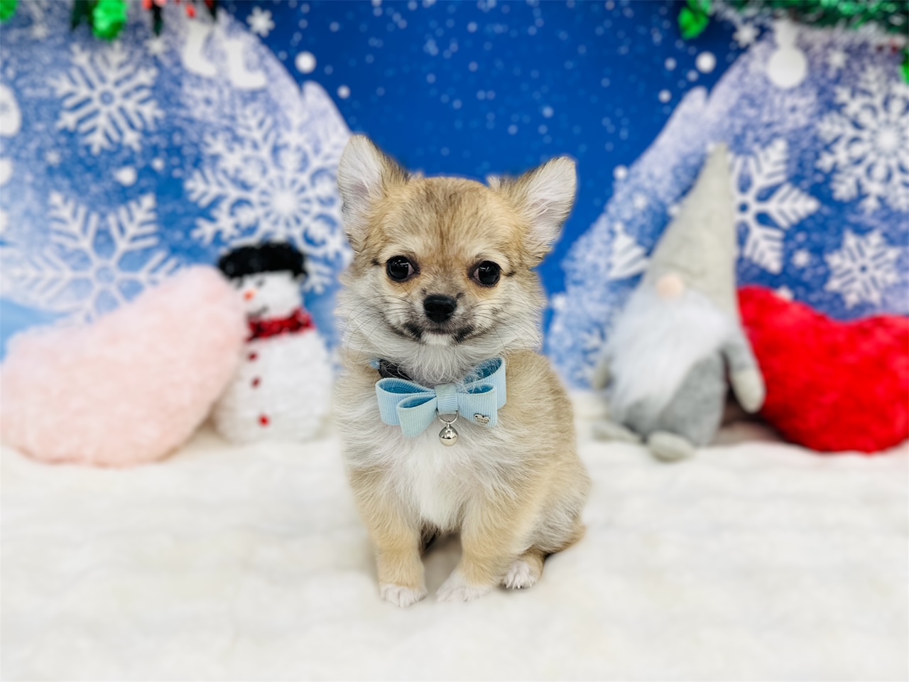 兵庫県のチワワ(ロング) (ペッツワン神戸深江浜店/2025年9月9日生まれ/男の子/フォーンホワイト)の子犬