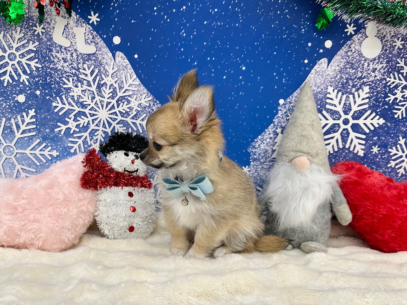 兵庫県のチワワ(ロング) (ペッツワン神戸深江浜店/2025年9月9日生まれ/男の子/フォーンホワイト)の子犬の2枚目の画像