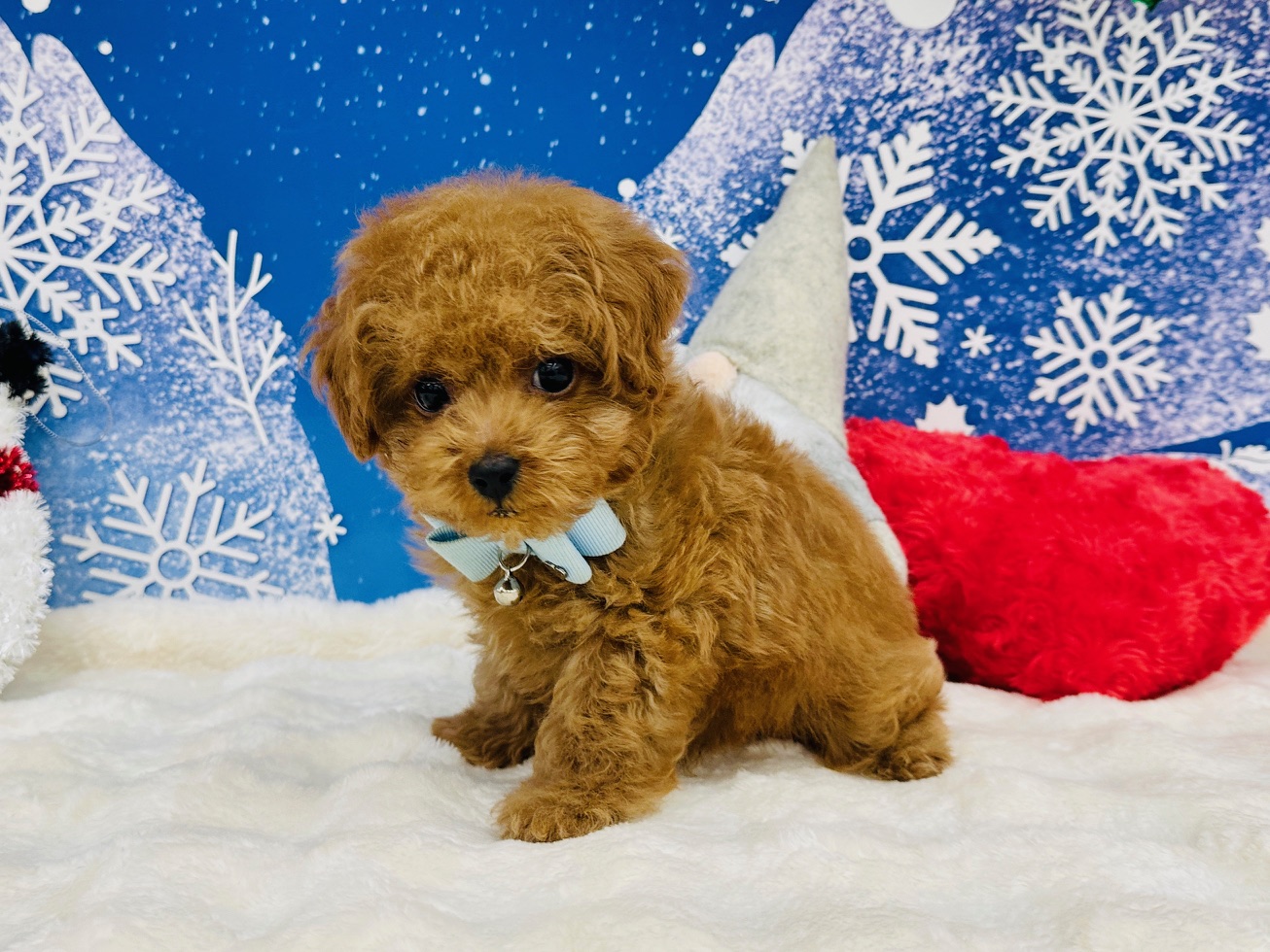 兵庫県のトイプードル(トイ) (ペッツワン神戸深江浜店/2025年9月15日生まれ/男の子/レッドフォーン)の子犬の3枚目の画像