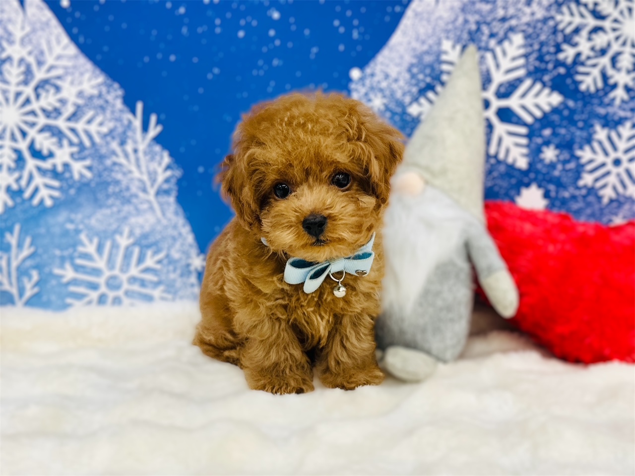 兵庫県のトイプードル(トイ) (ペッツワン神戸深江浜店/2025年9月15日生まれ/男の子/レッドフォーン)の子犬の1枚目の画像