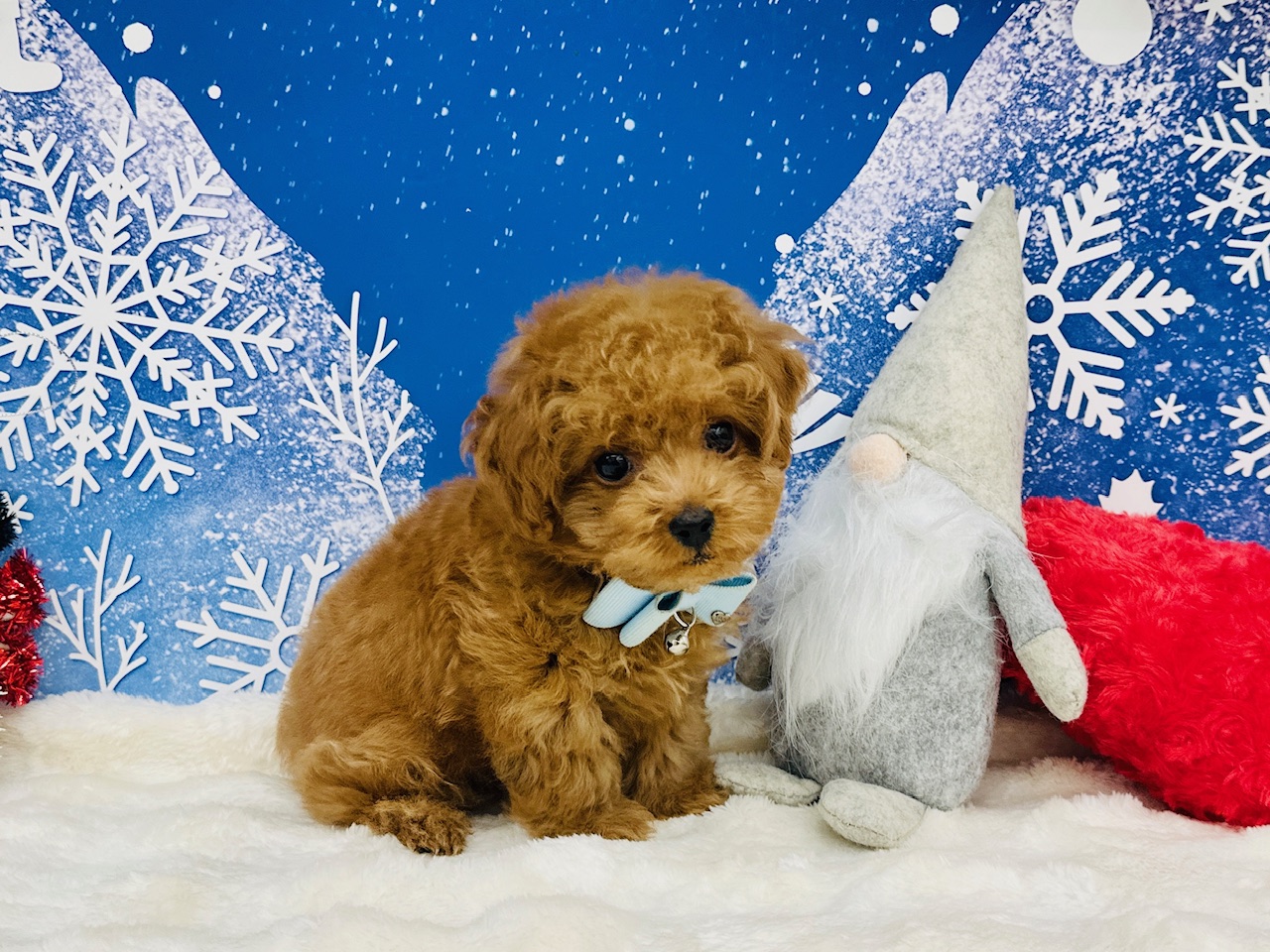 兵庫県のトイプードル(トイ) (ペッツワン神戸深江浜店/2025年9月15日生まれ/男の子/レッドフォーン)の子犬の2枚目の画像